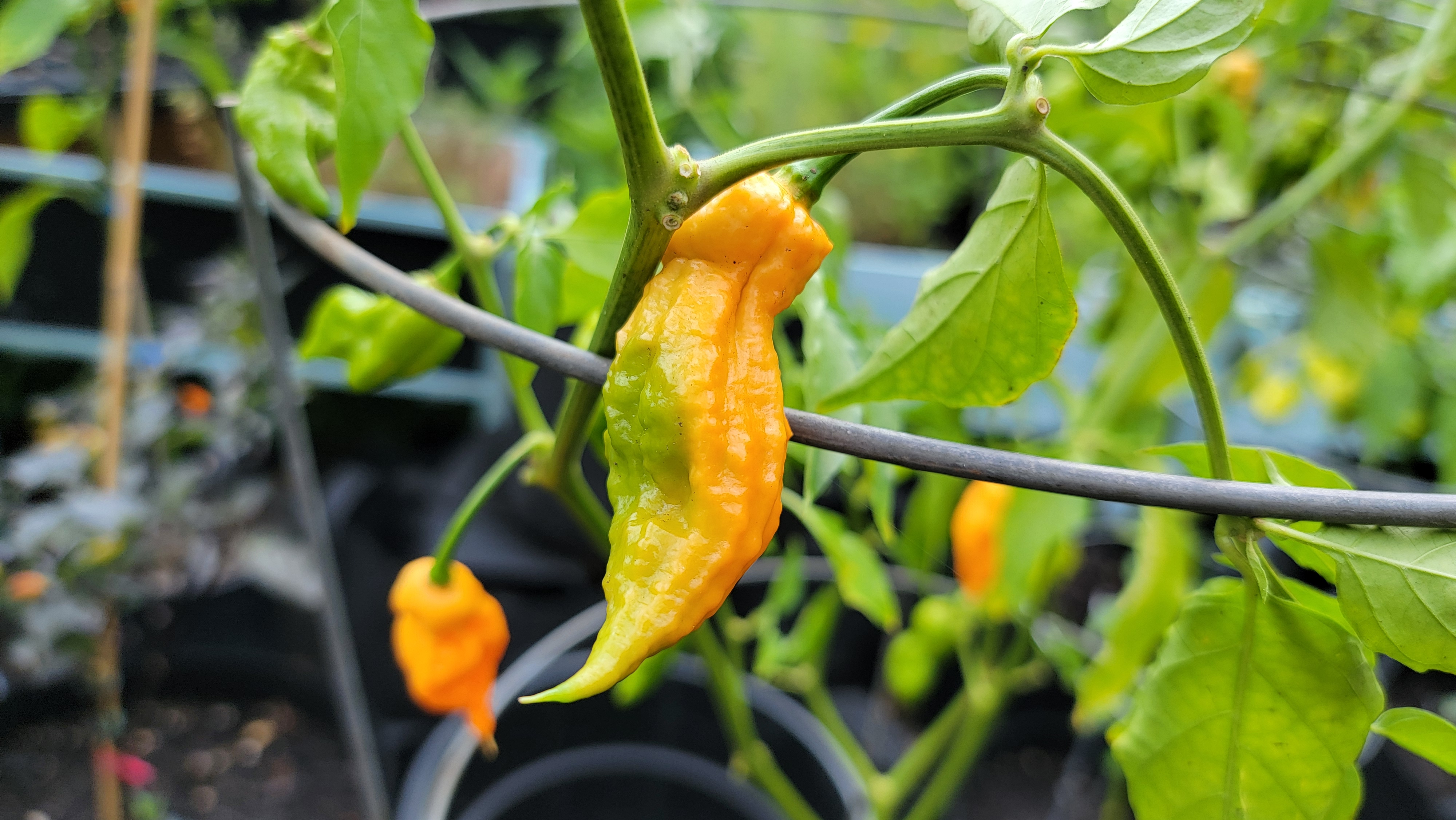 Orange Ghost