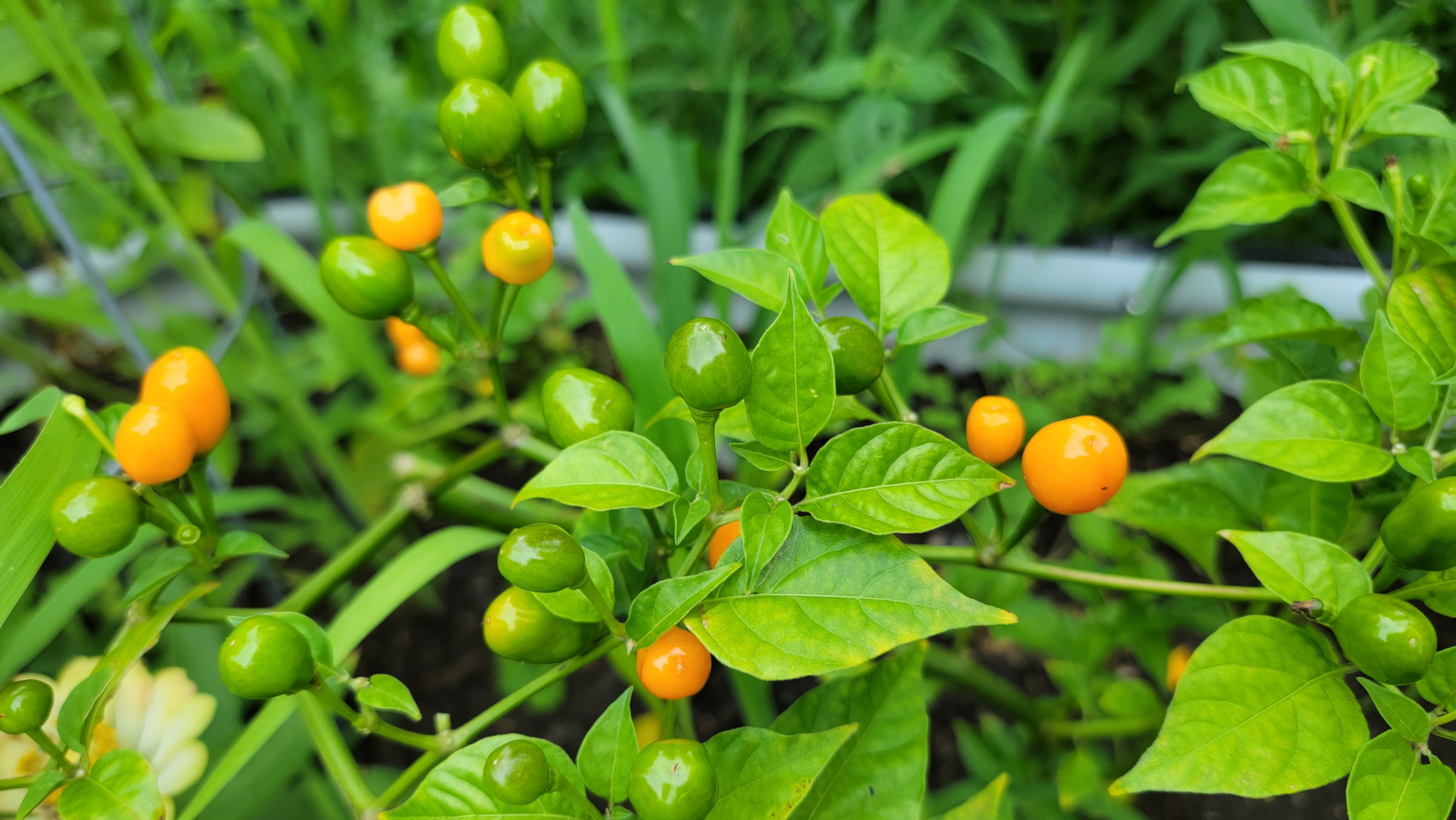 Cumari do Paru Laranja