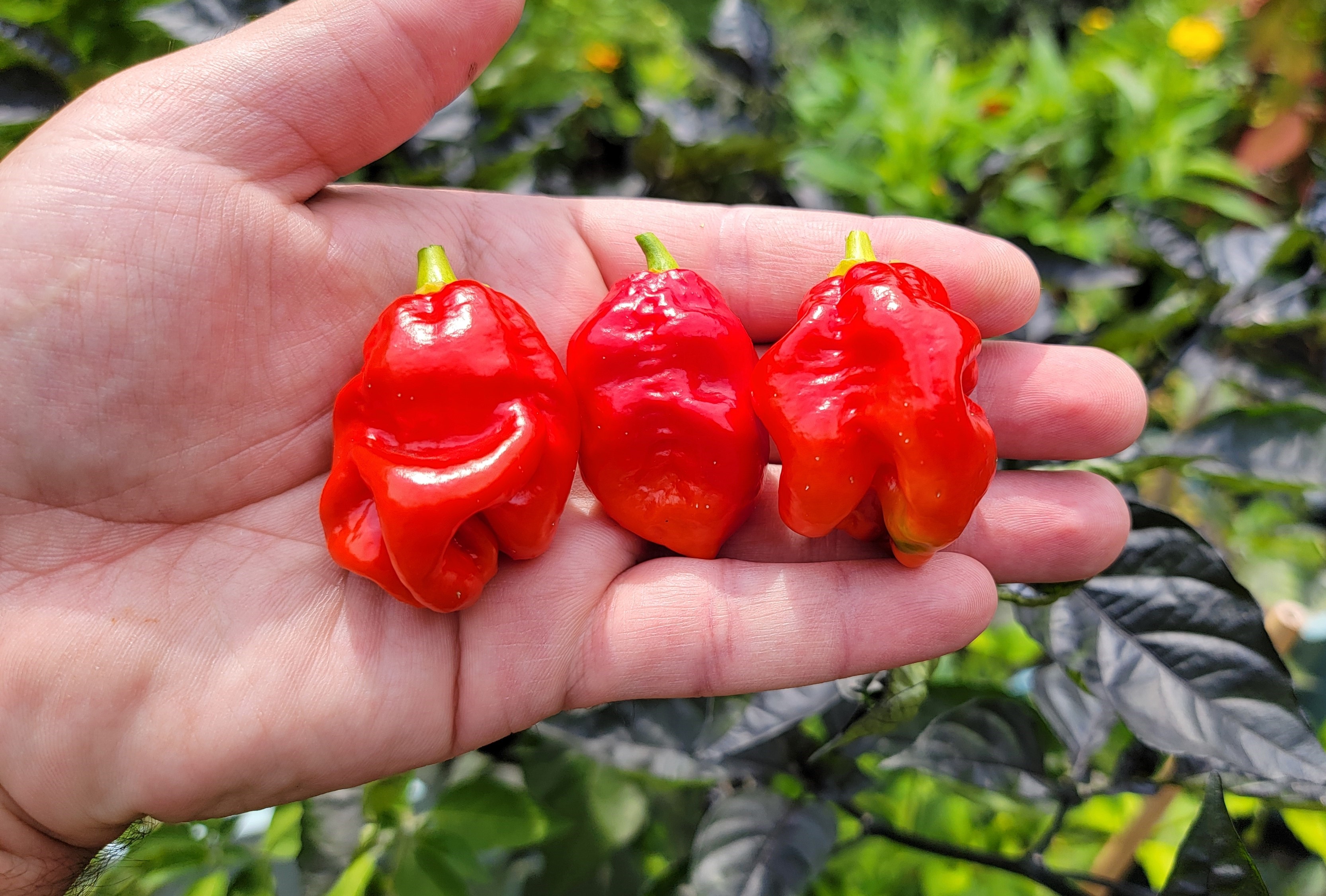 KS Texas Crimson Bonnet
