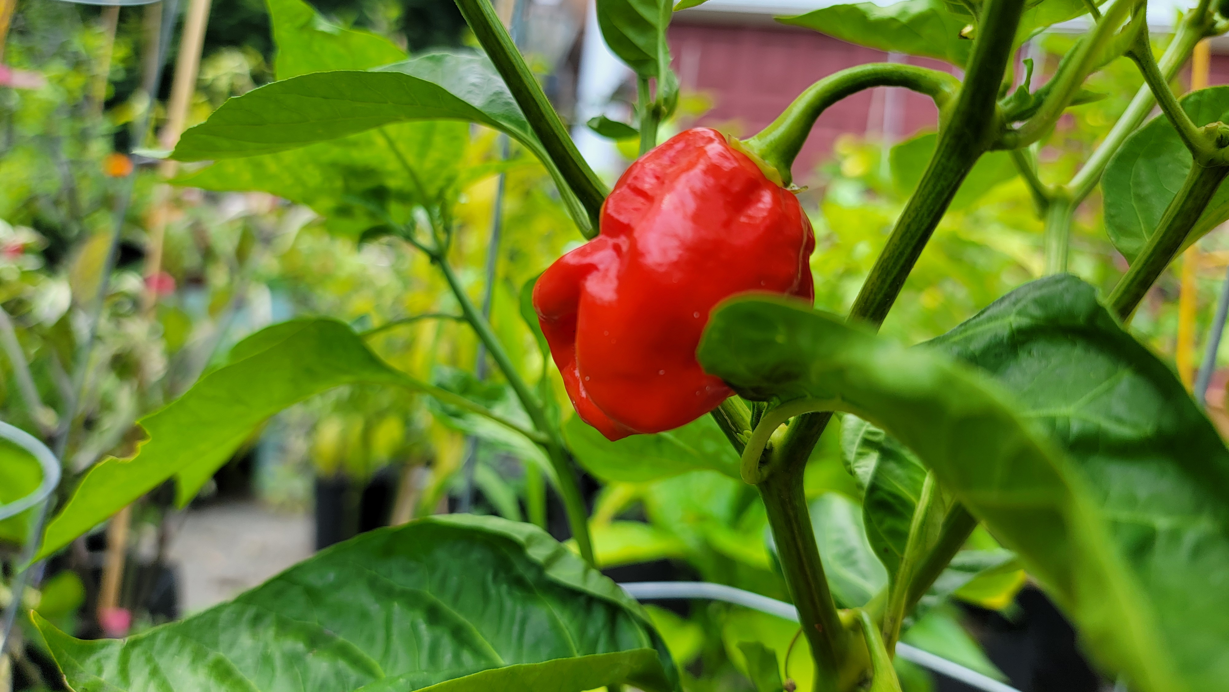 KS Texas Crimson Bonnet