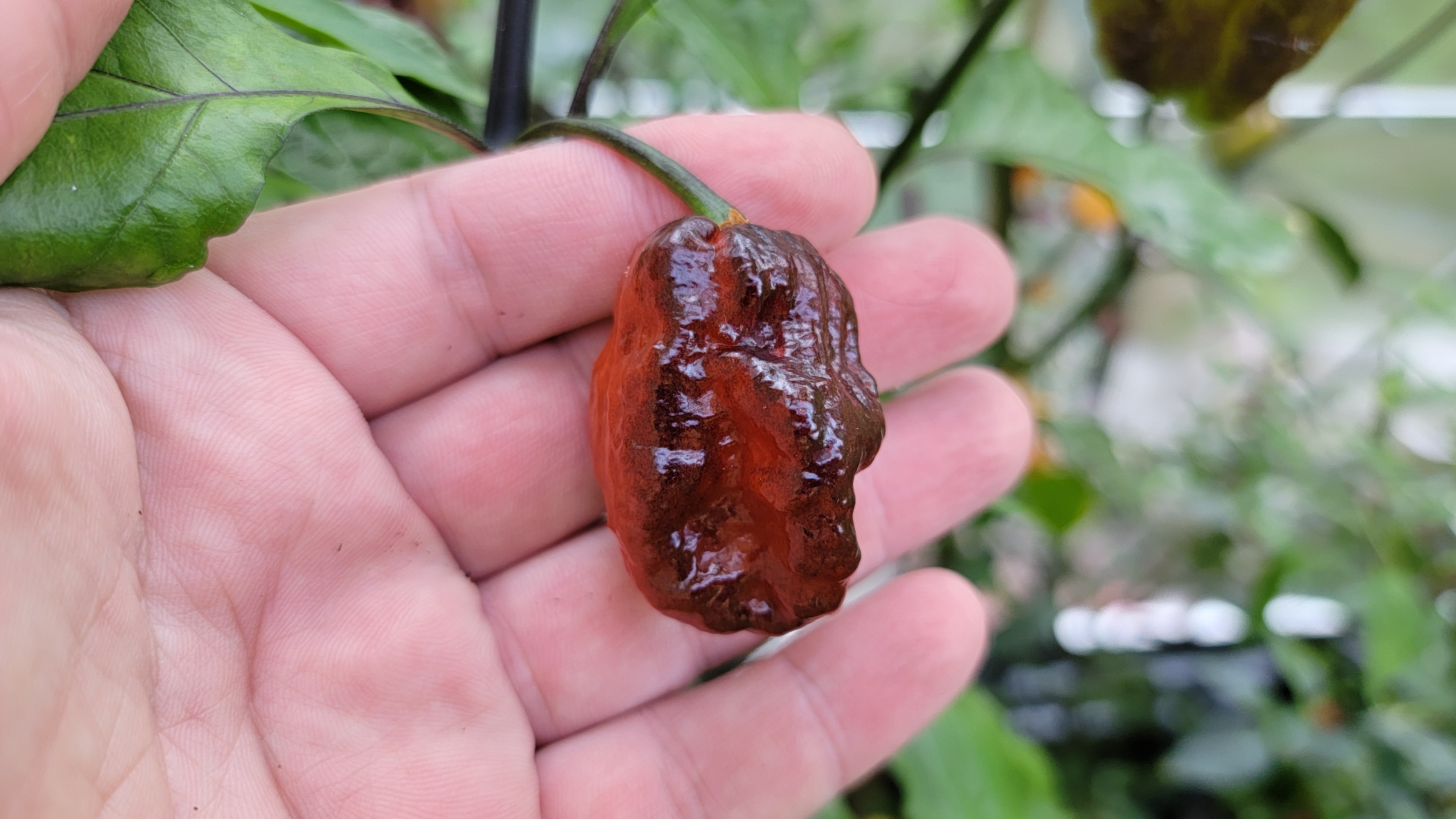 Gator Jigsaw Chocolate x Pink Tiger F3