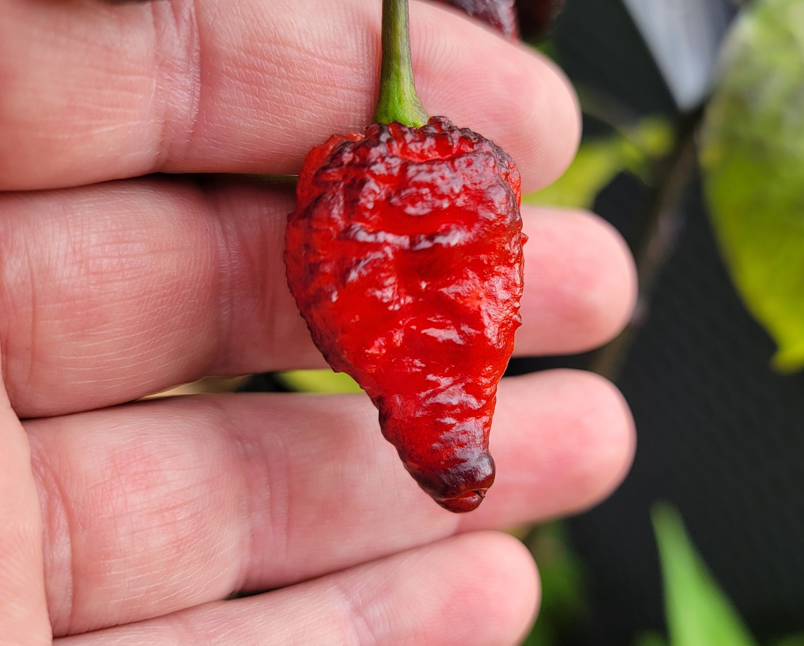 Naga Brain