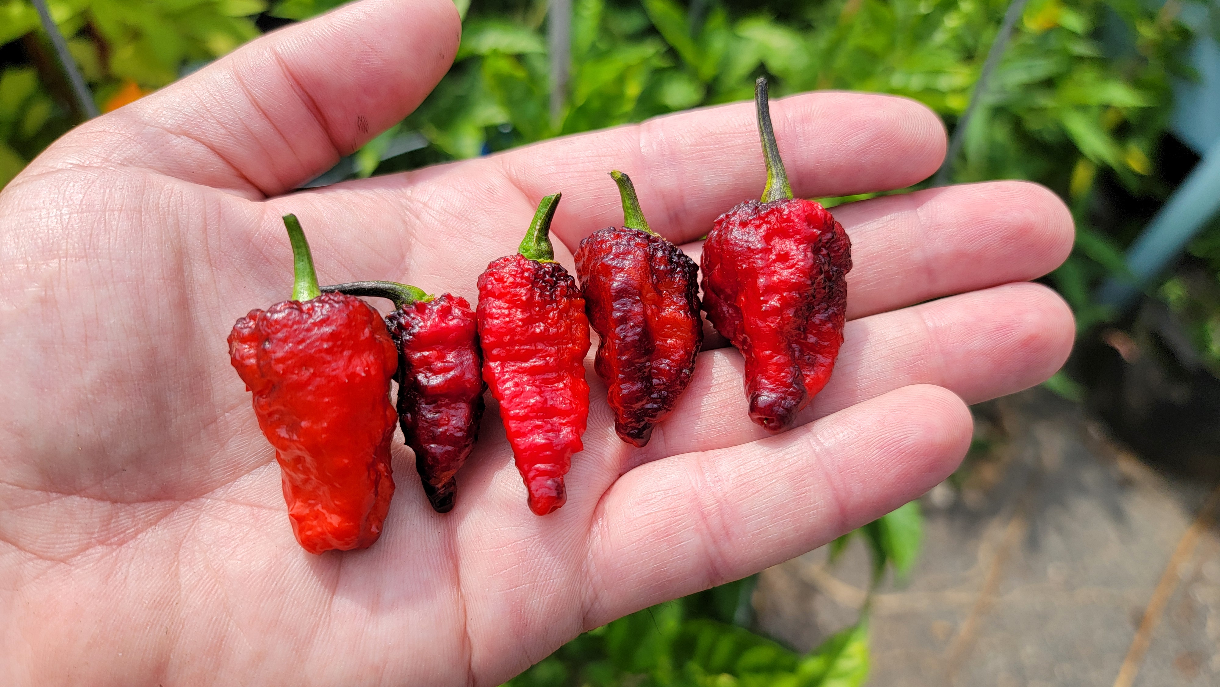 Naga Brain