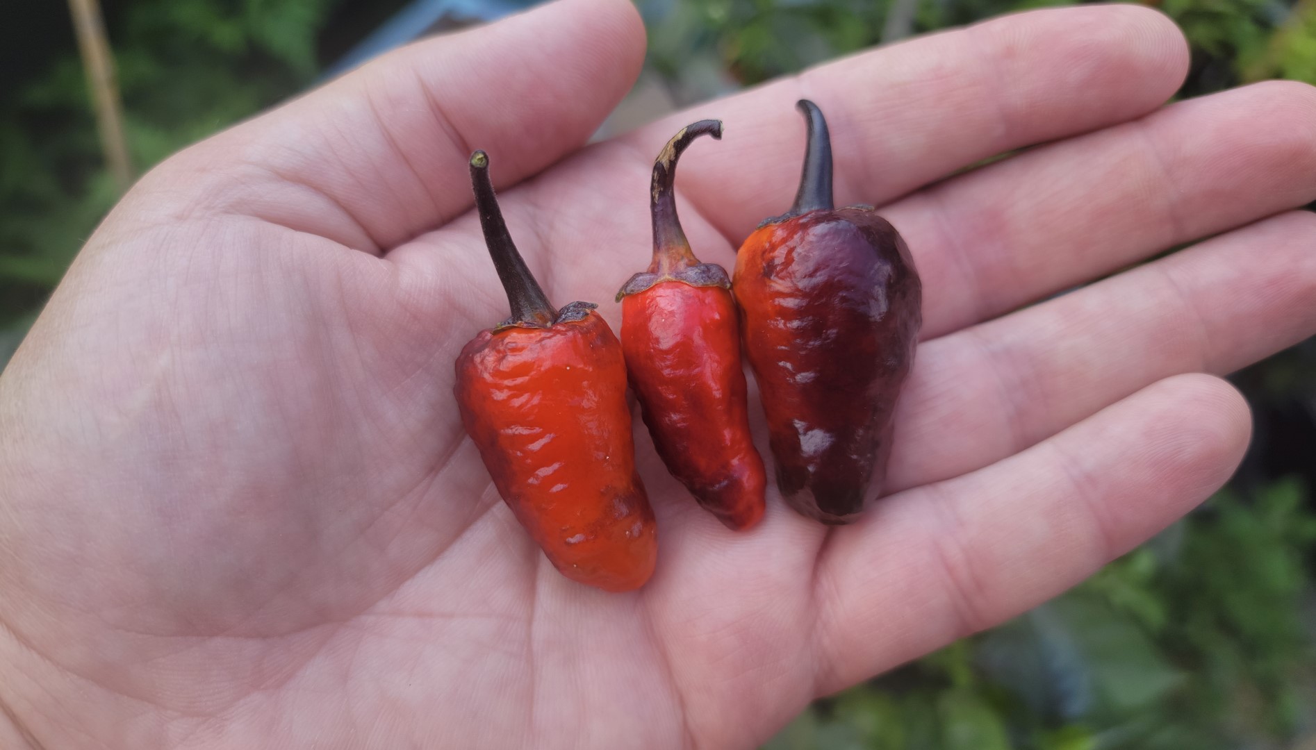 Cow Killer Dark Pheno