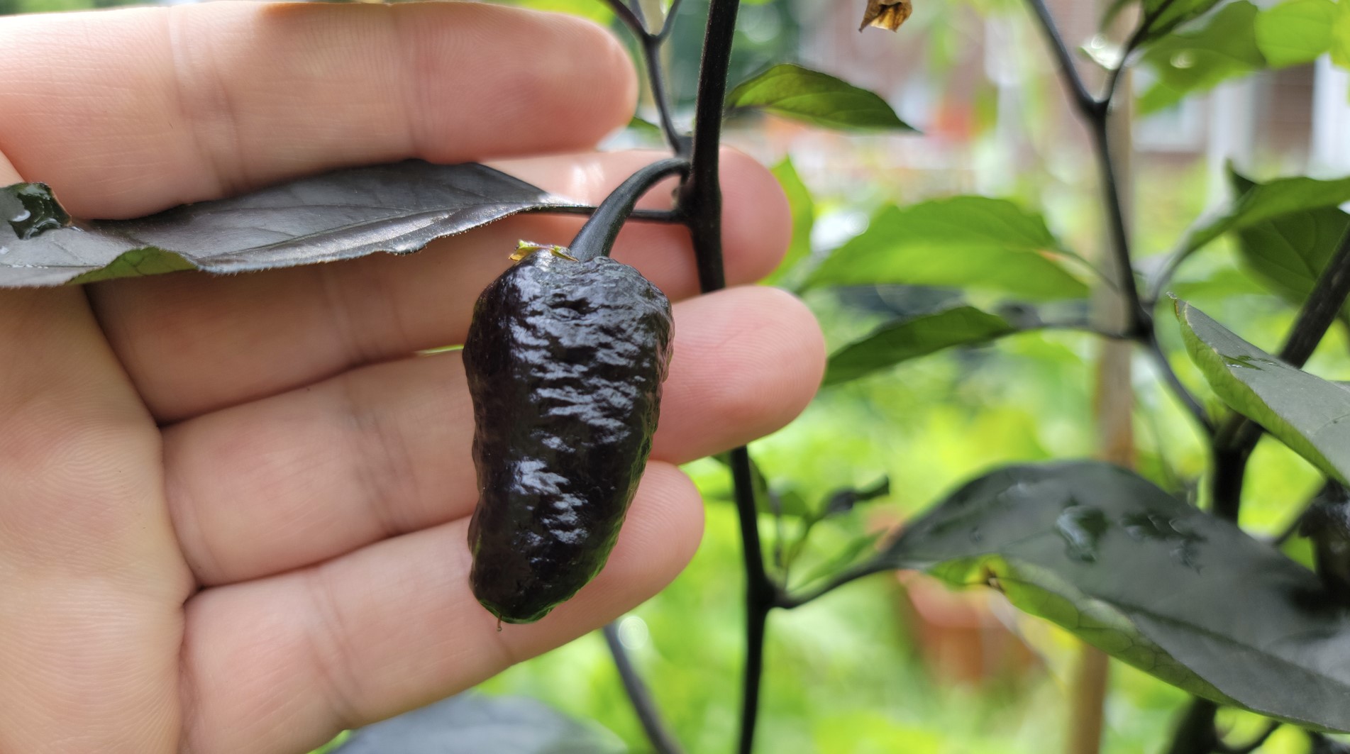 Cow Killer Dark Pheno