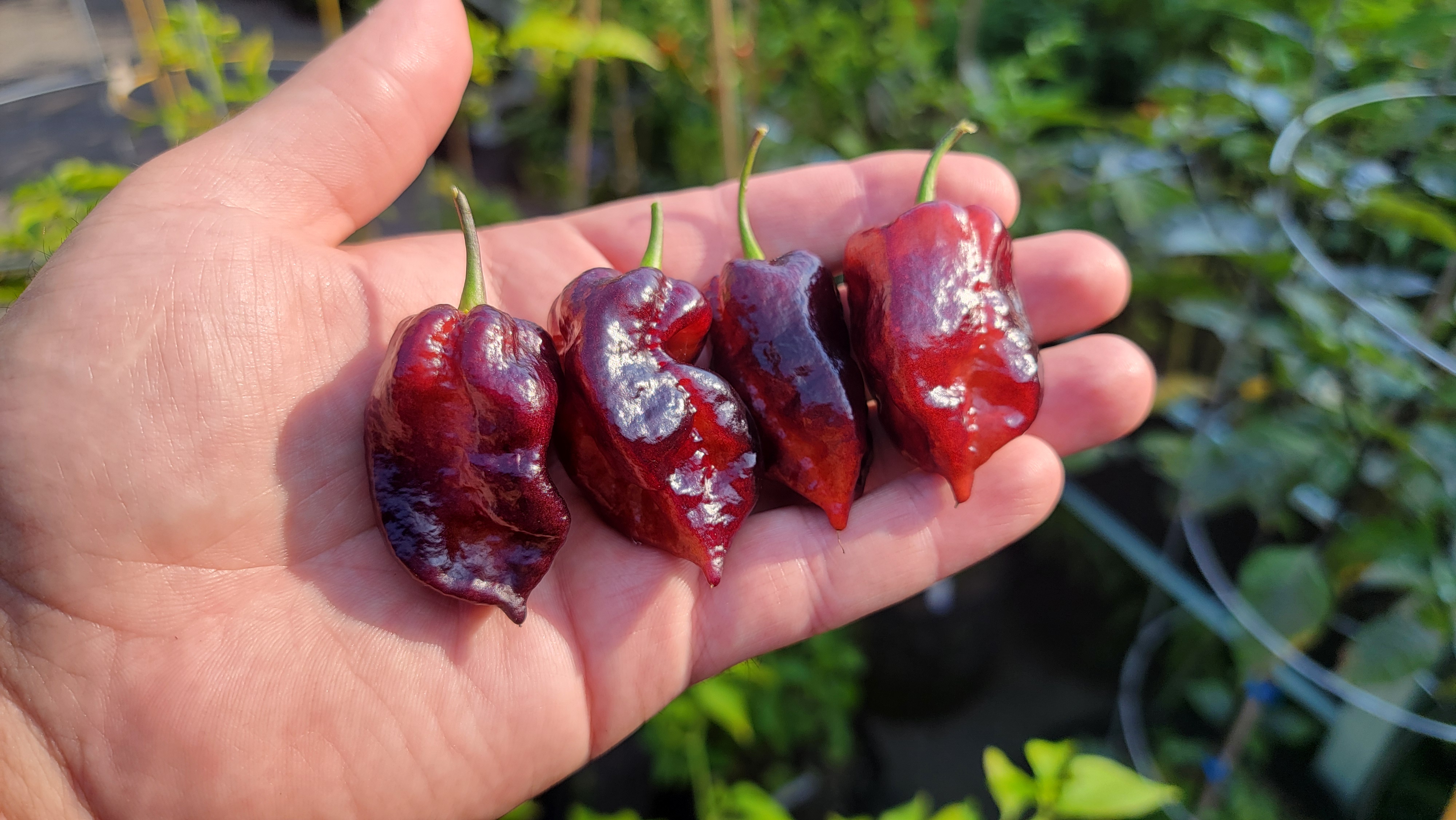 Bhut Jolokia Black x Orion SP