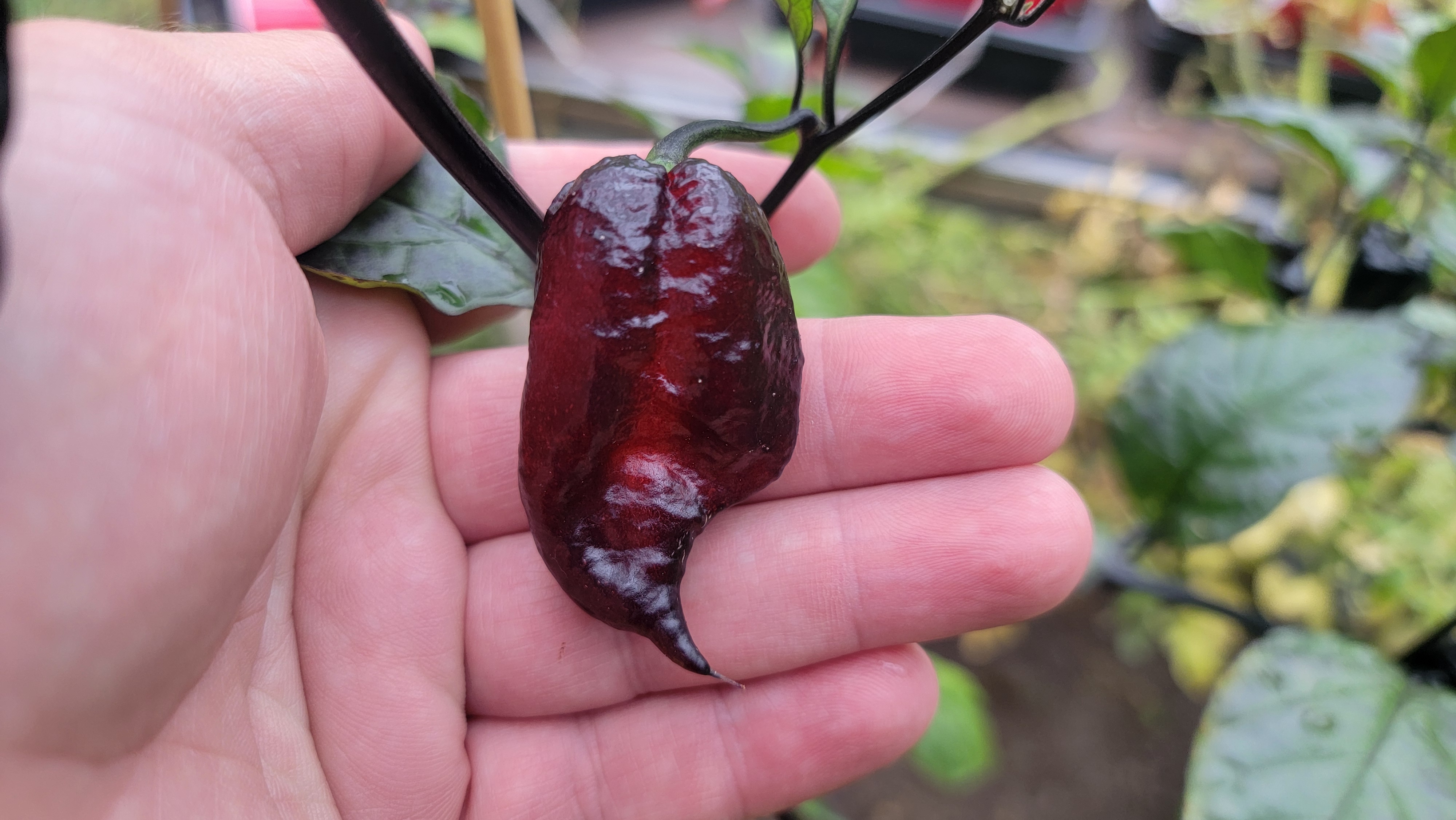 Bhut Jolokia Black x Orion SP