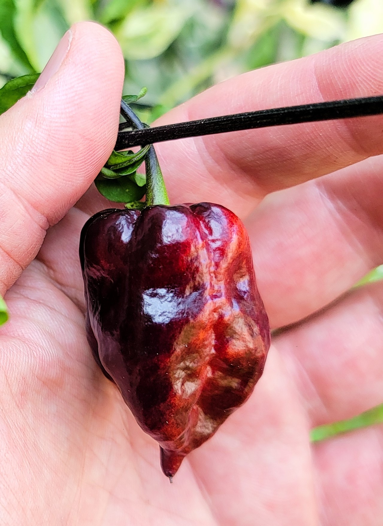 Bhut Jolokia Black x Orion SP