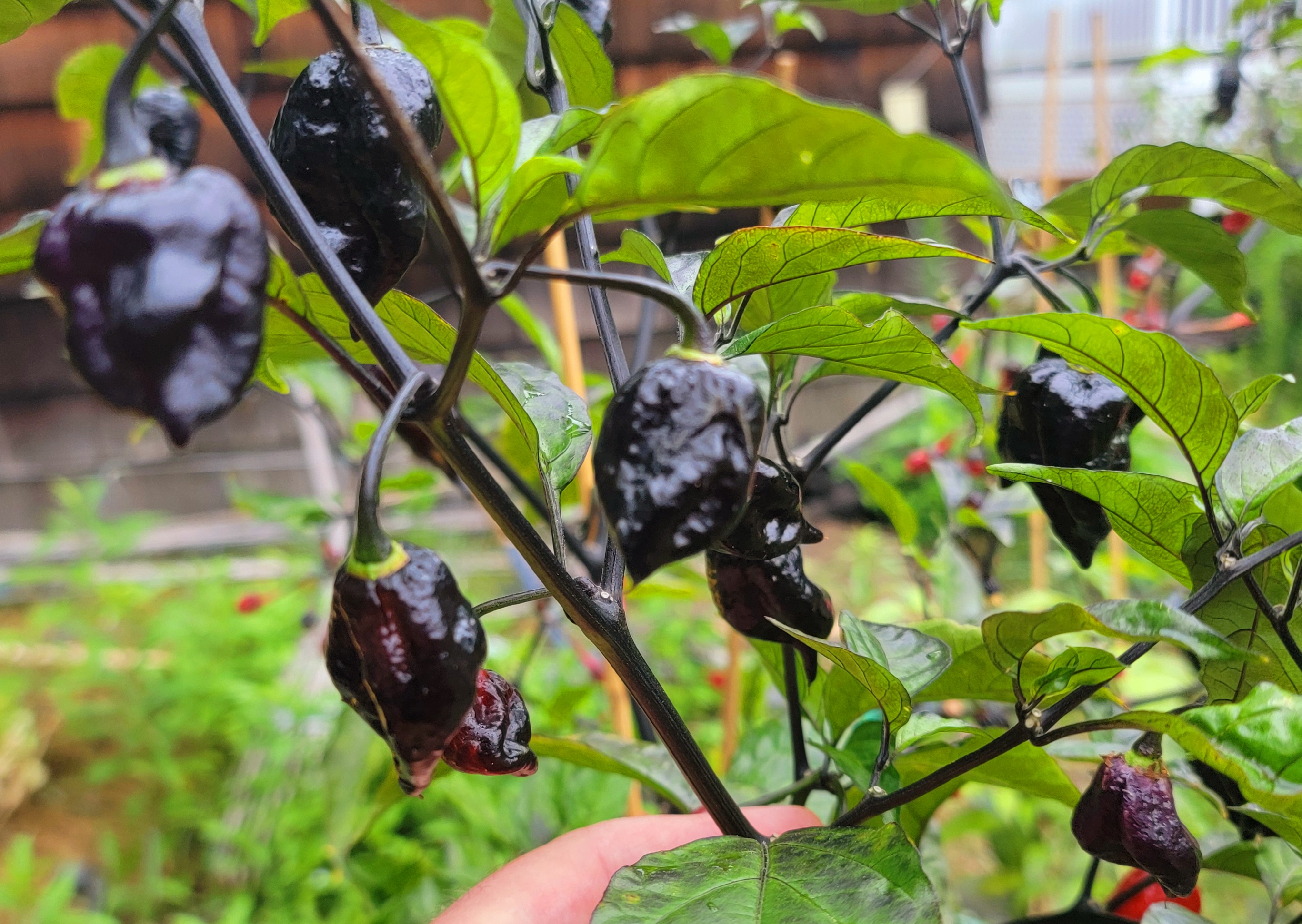 Bhut Jolokia Black x Orion SP