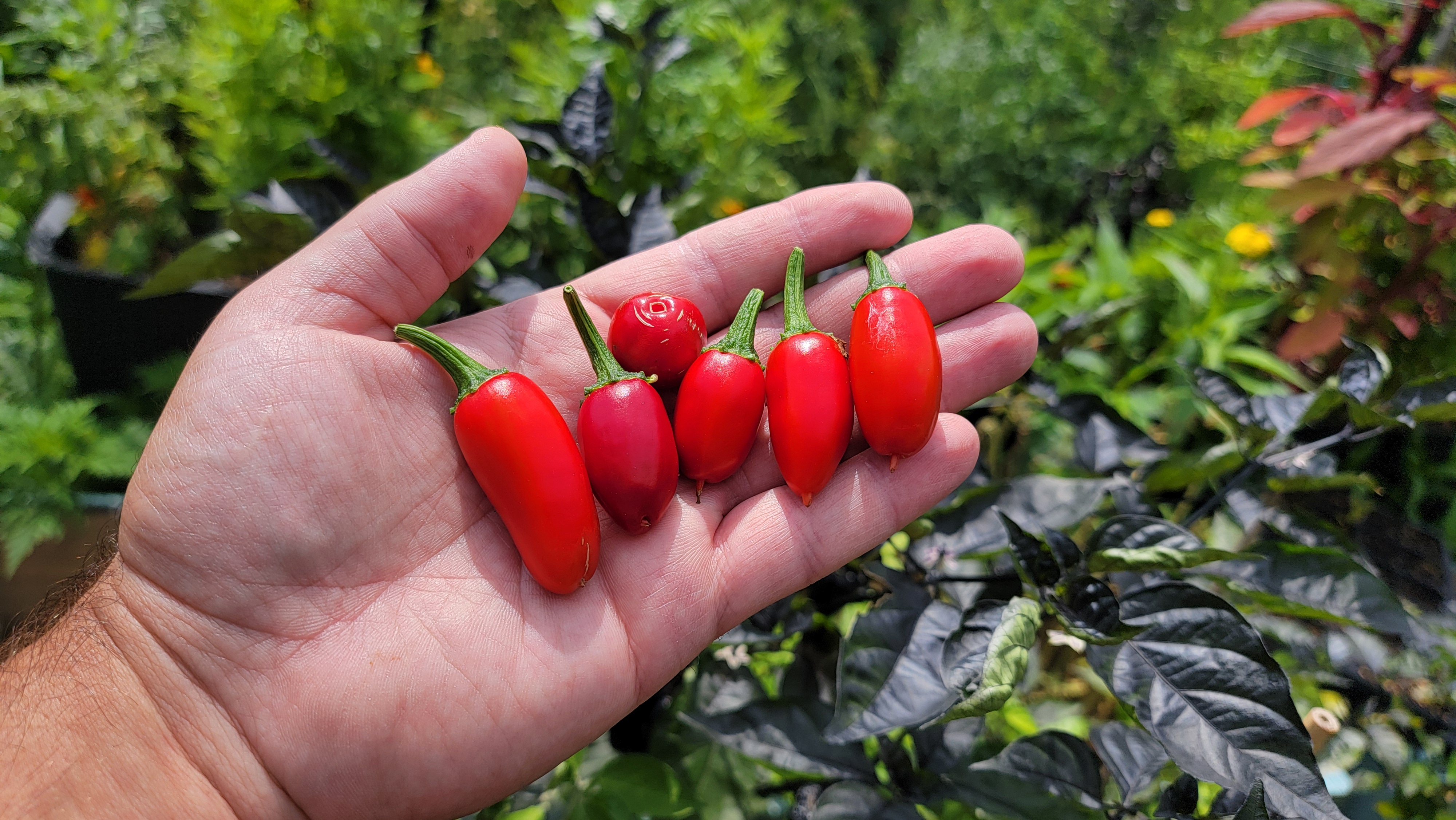 Zapotec Jalapeno