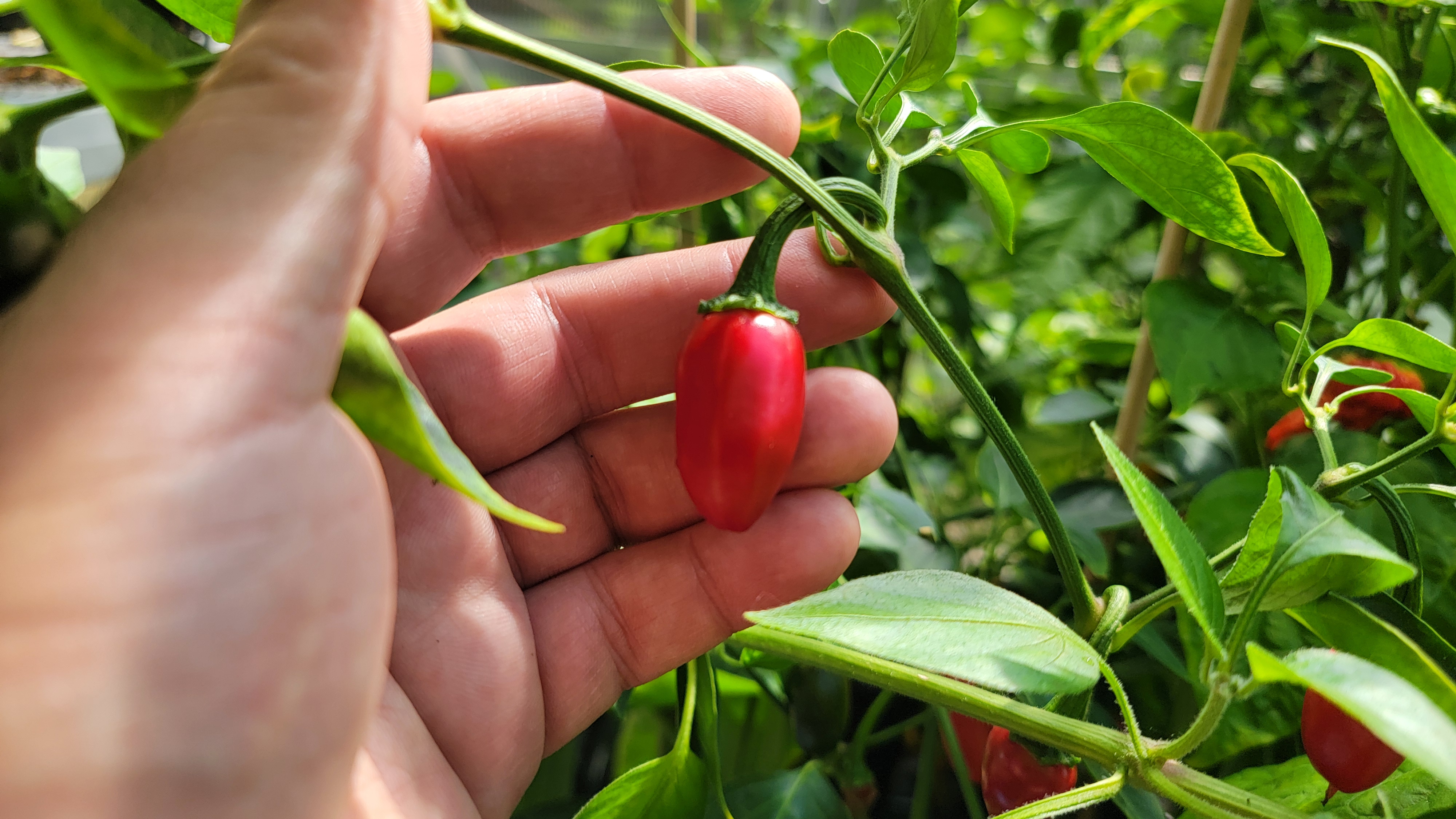Zapotec Jalapeno