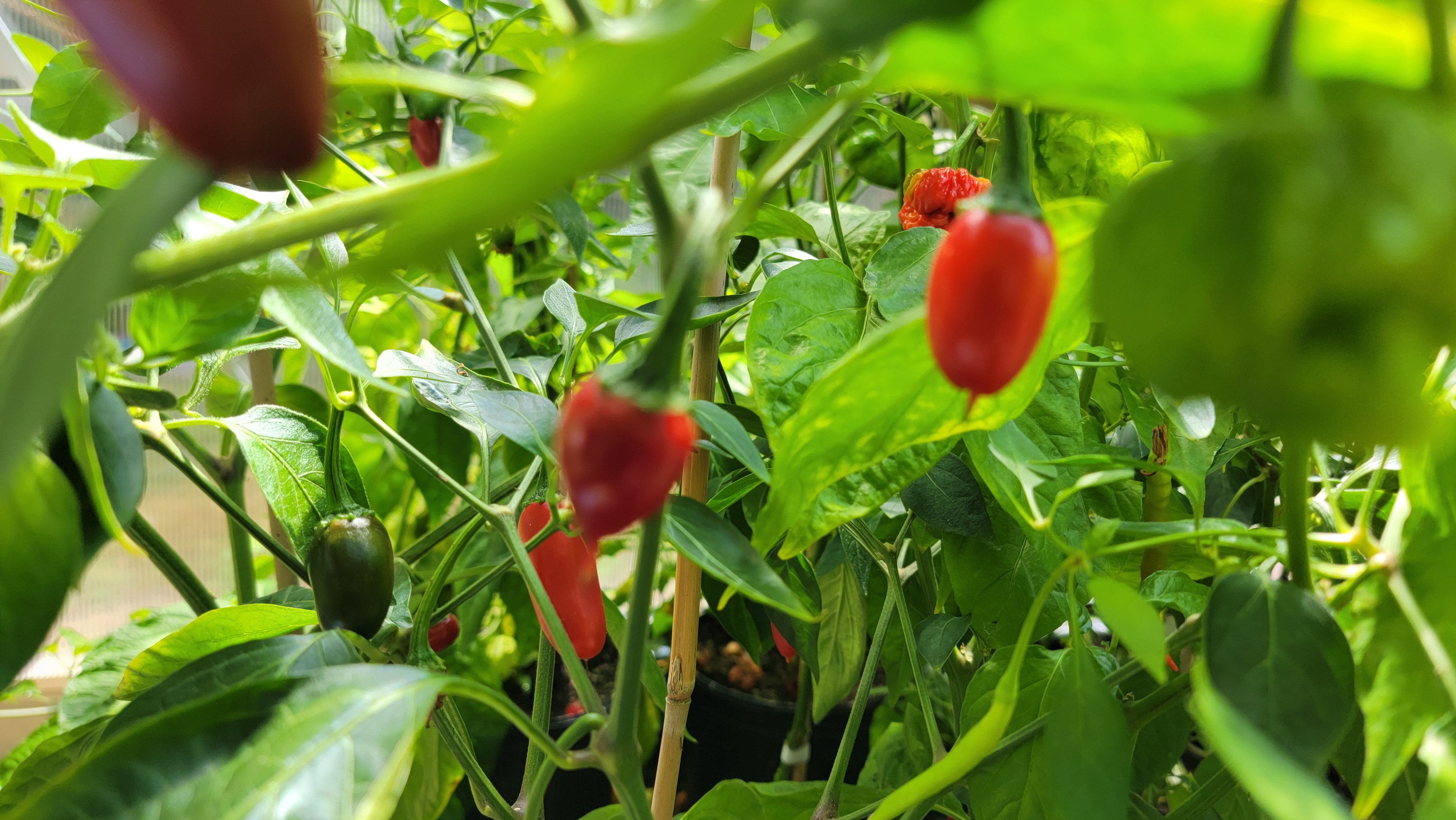 Zapotec Jalapeno