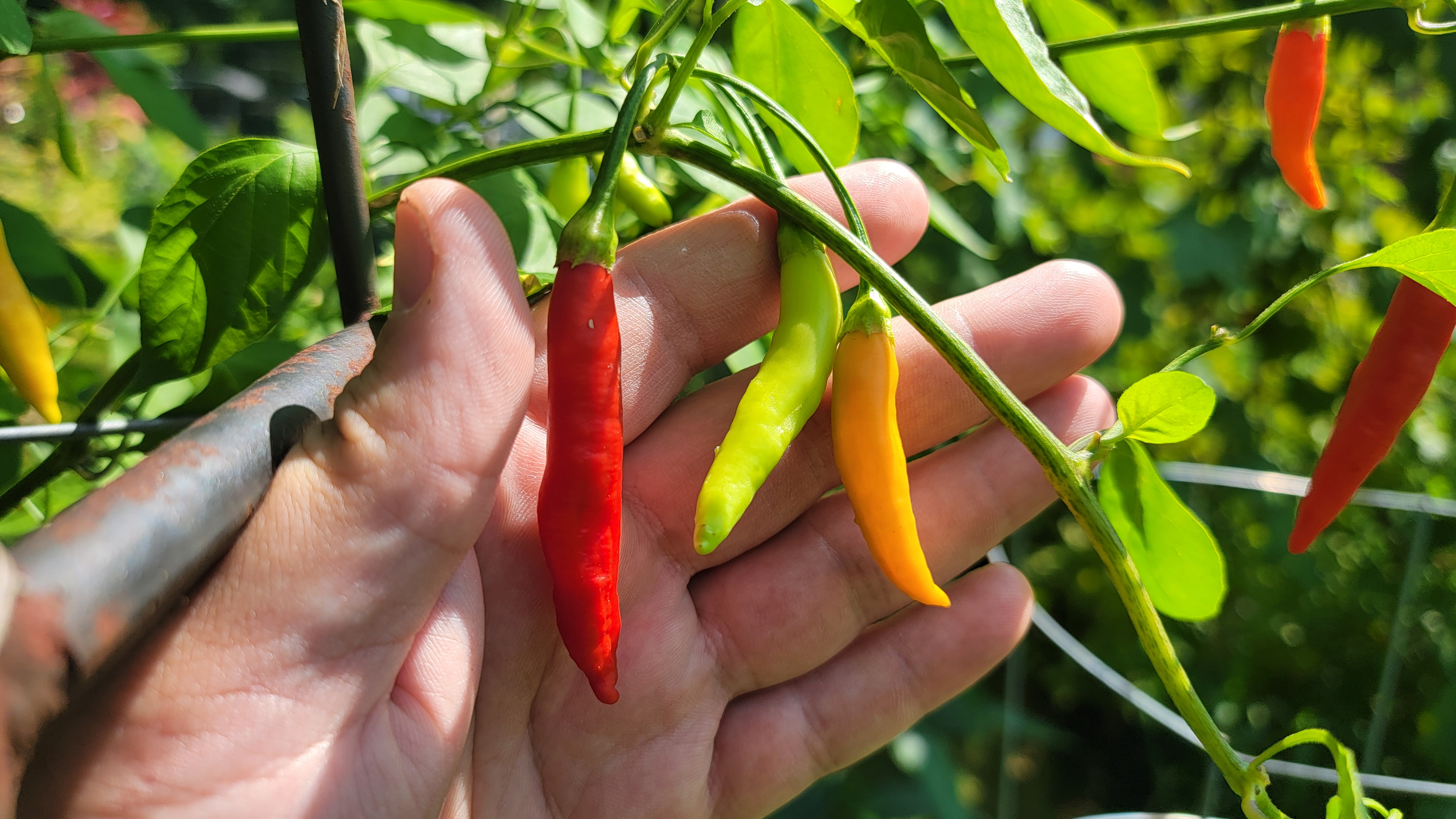 Aji Peruvian
