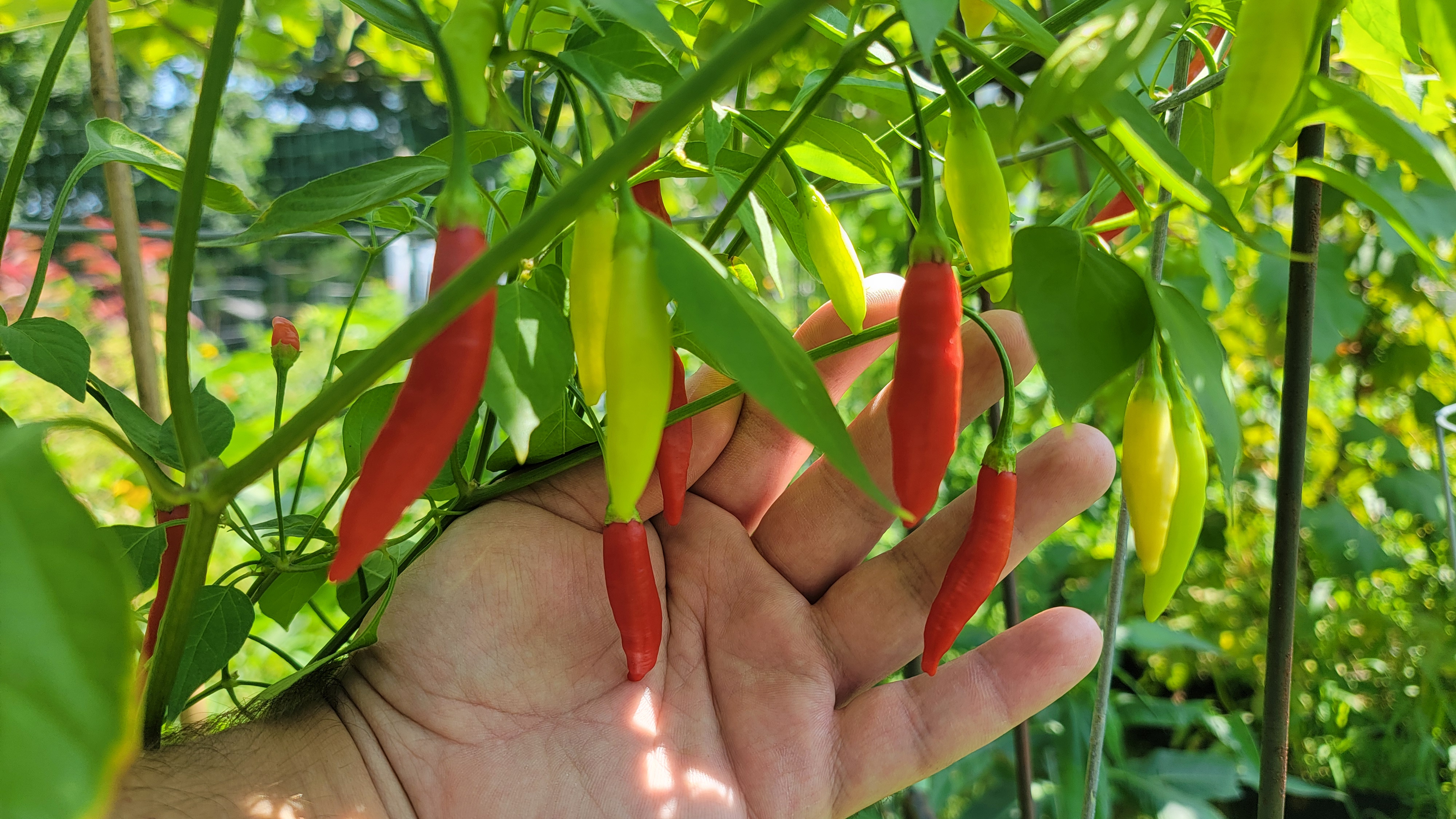 Aji Peruvian