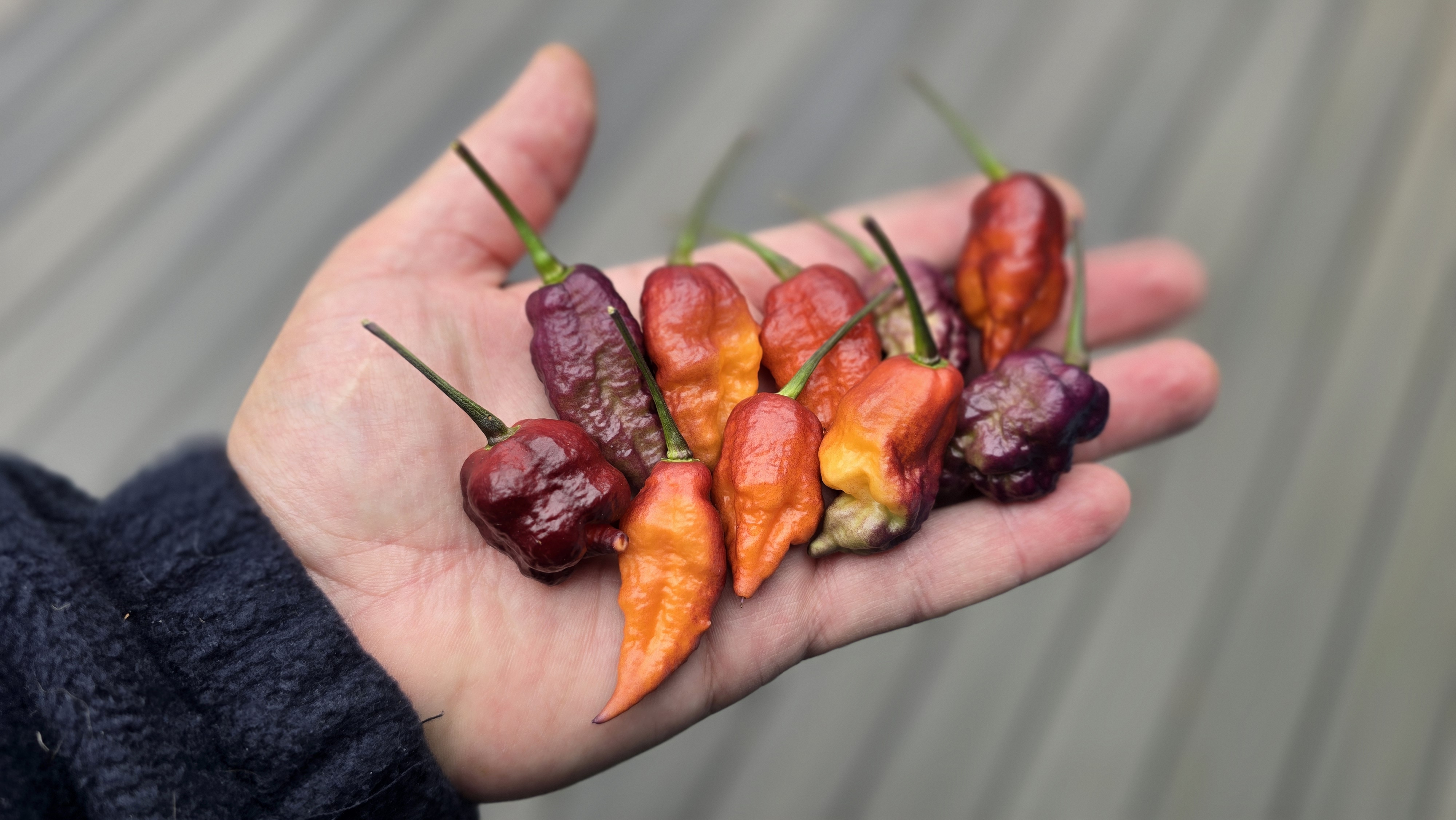 Carolina Reaper x Purple Naga Tiger F3