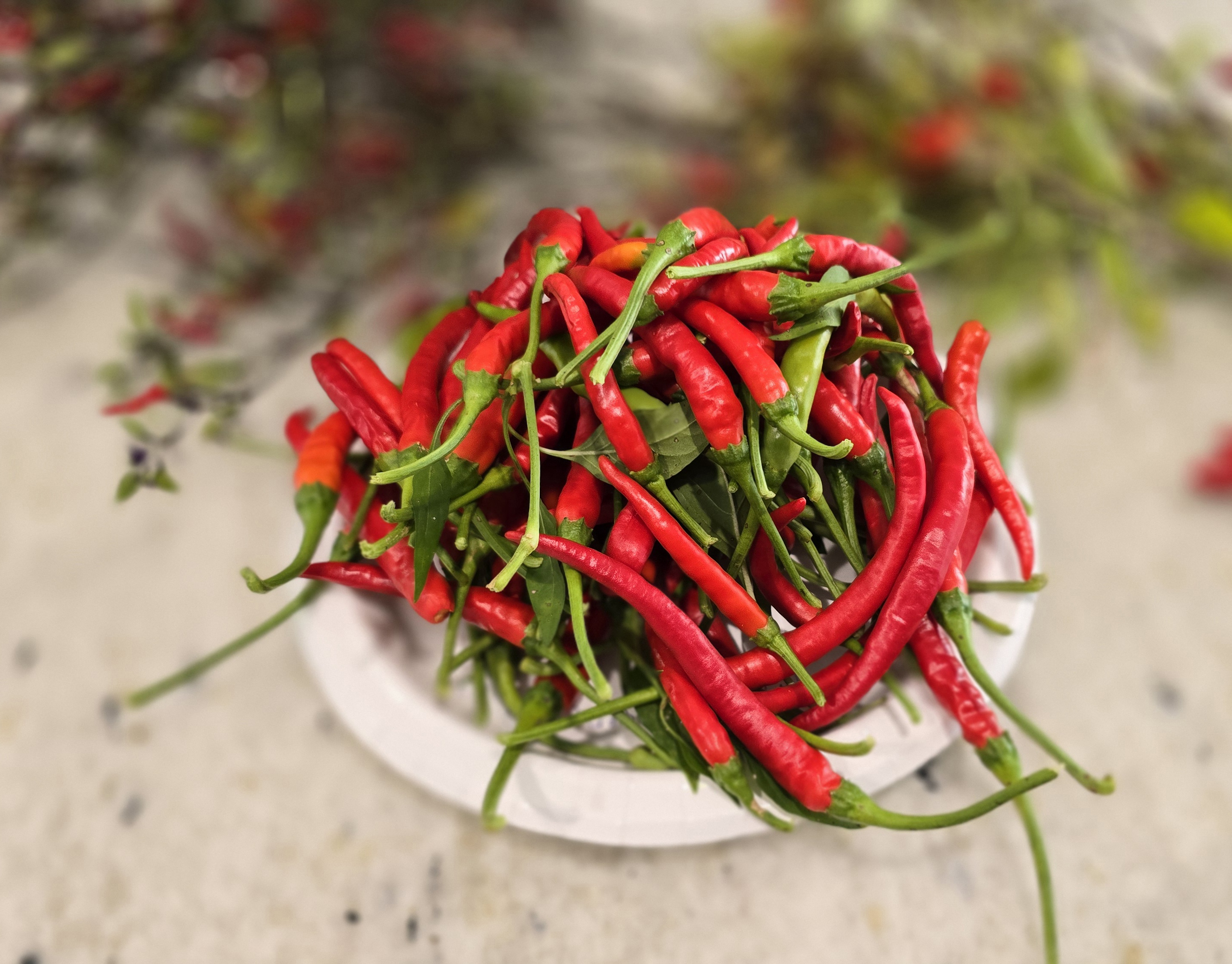 Thunder Mountain Longhorn X (Bleeding Rawit White x Doe Hill) F3