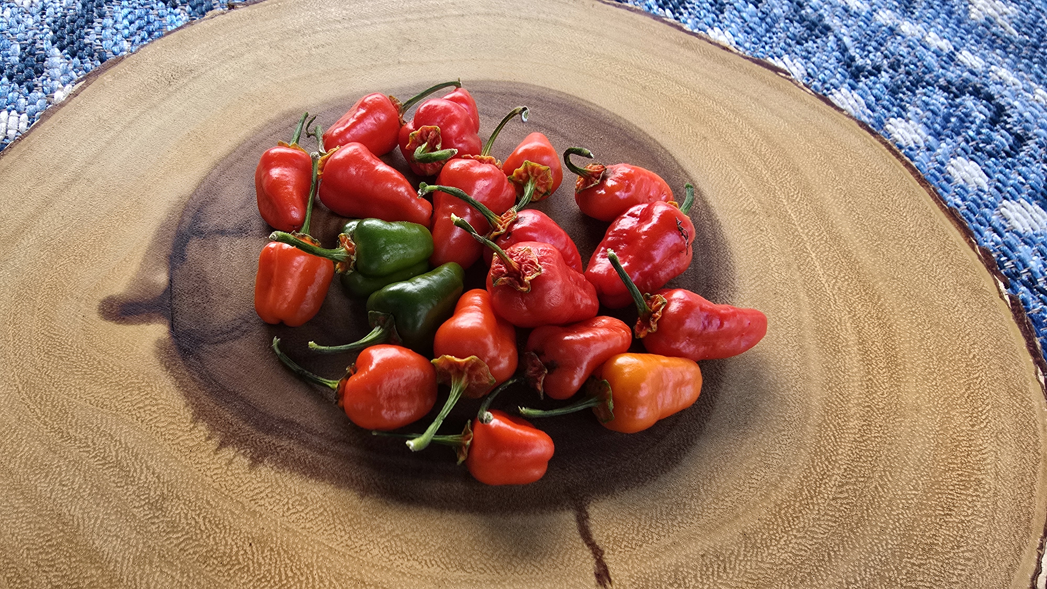 BBG7 Red Tiger x Murupizao F3