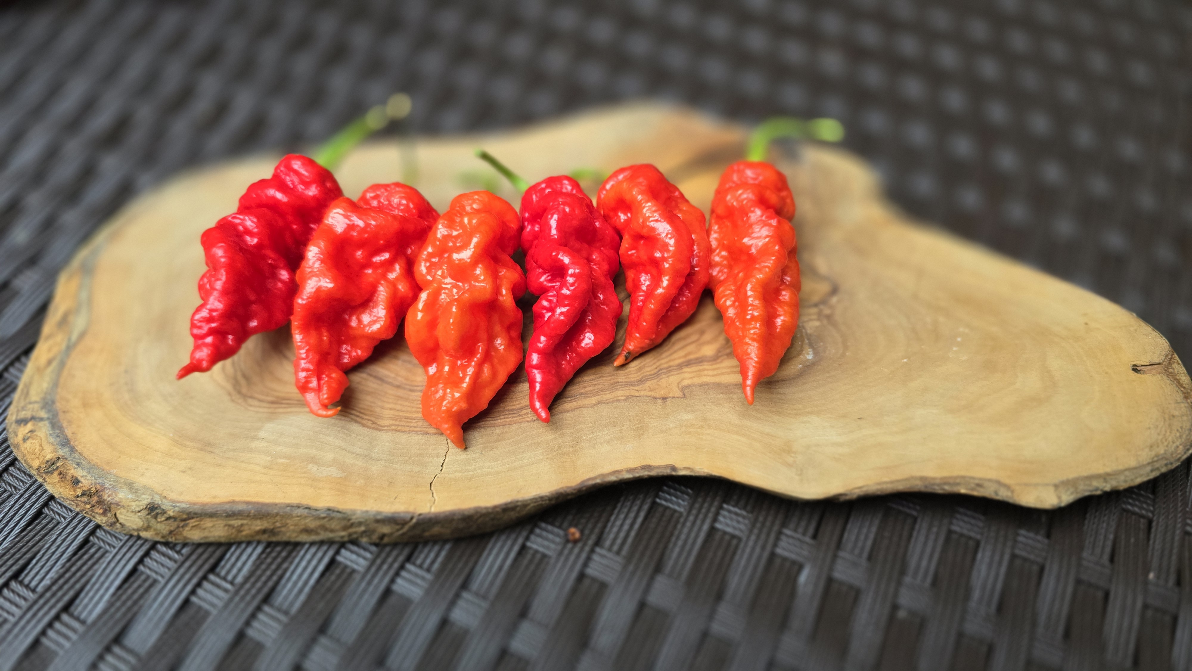 Fadda's Poison Tail Red (Off Pheno)