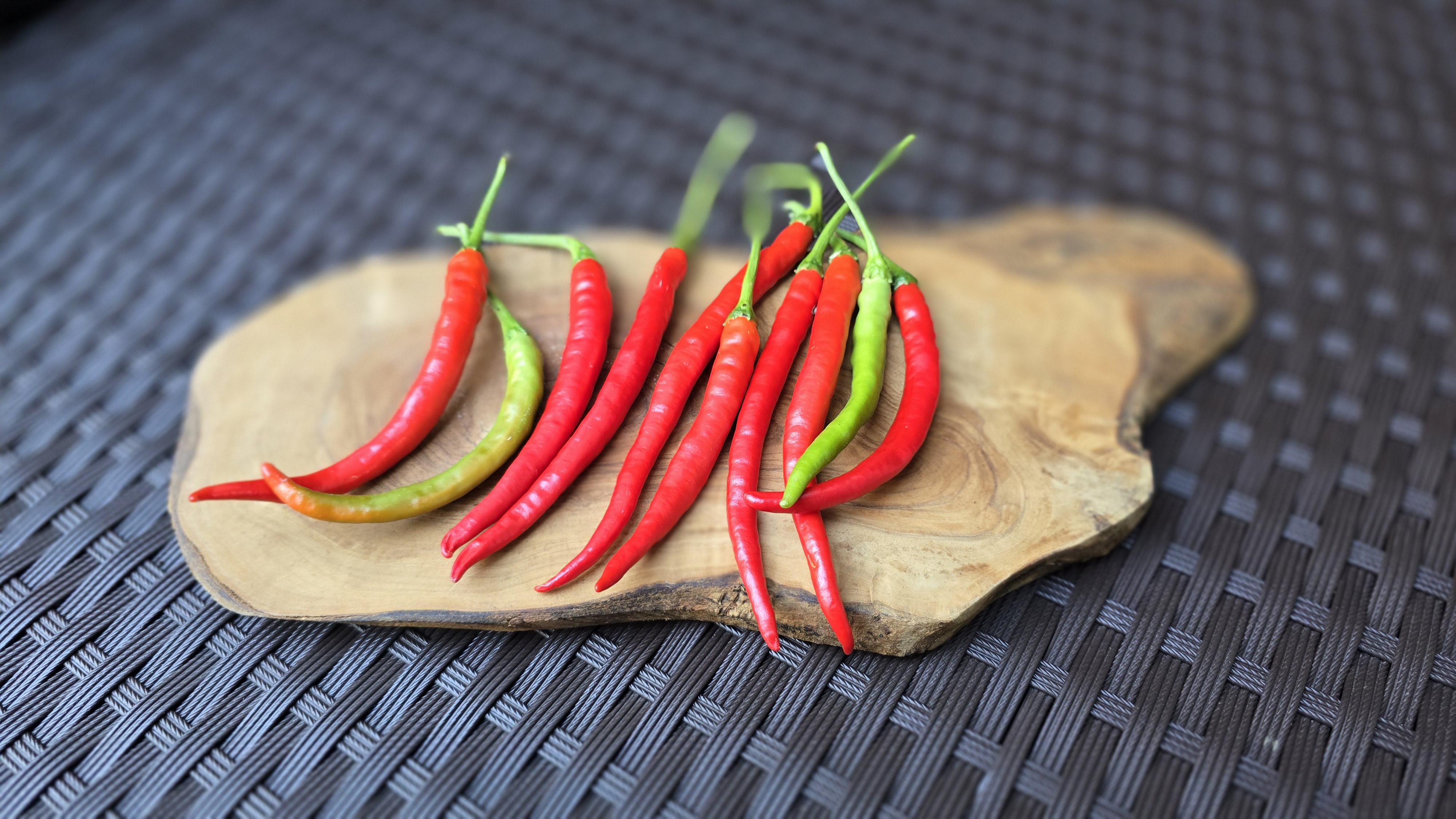 Thunder Mountain Longhorn X (Bleeding Rawit White x Doe Hill) F3