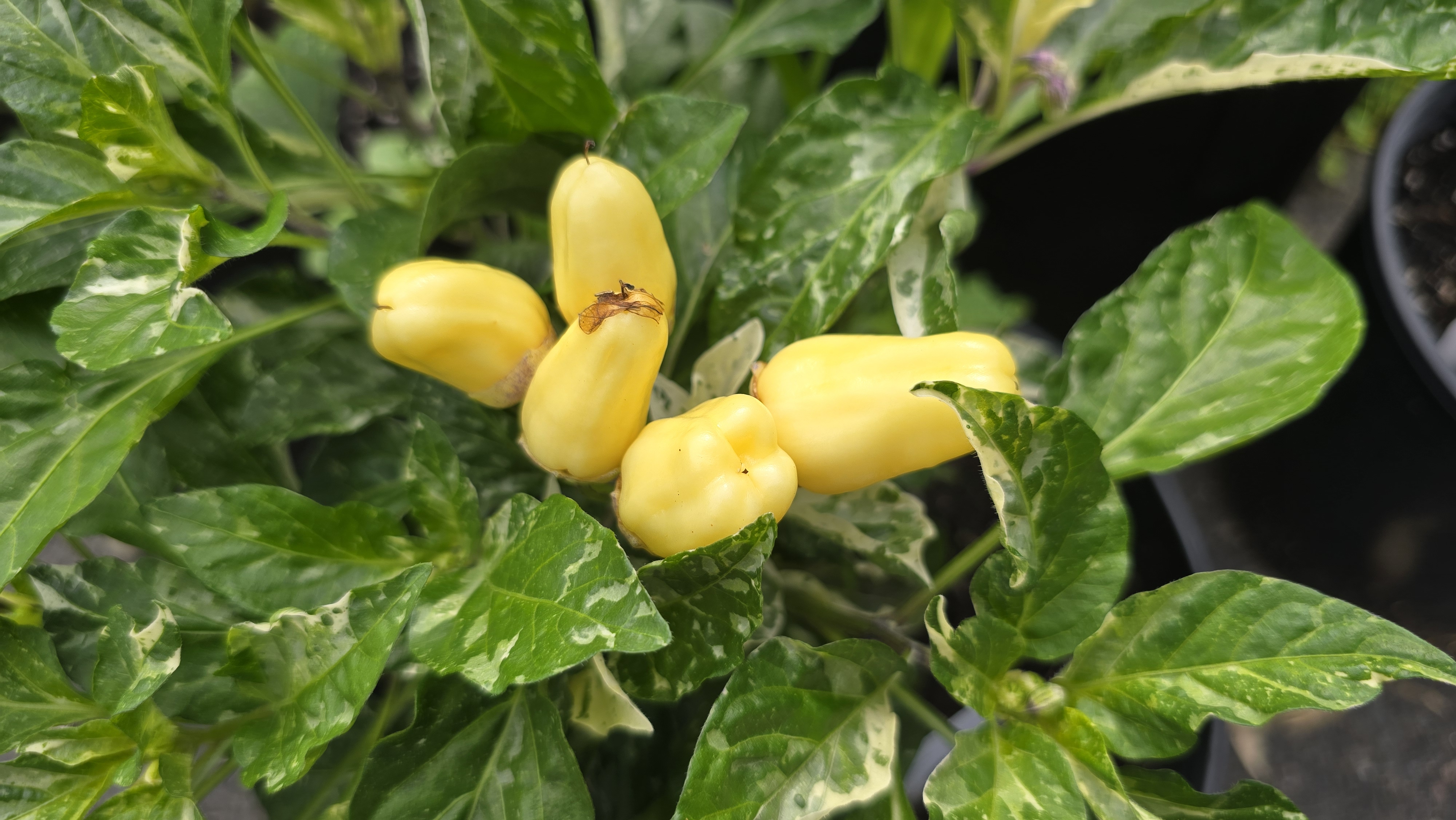 Variegated Mutant x ( Bleeding Rawit White x Yellow Bouquet) F4