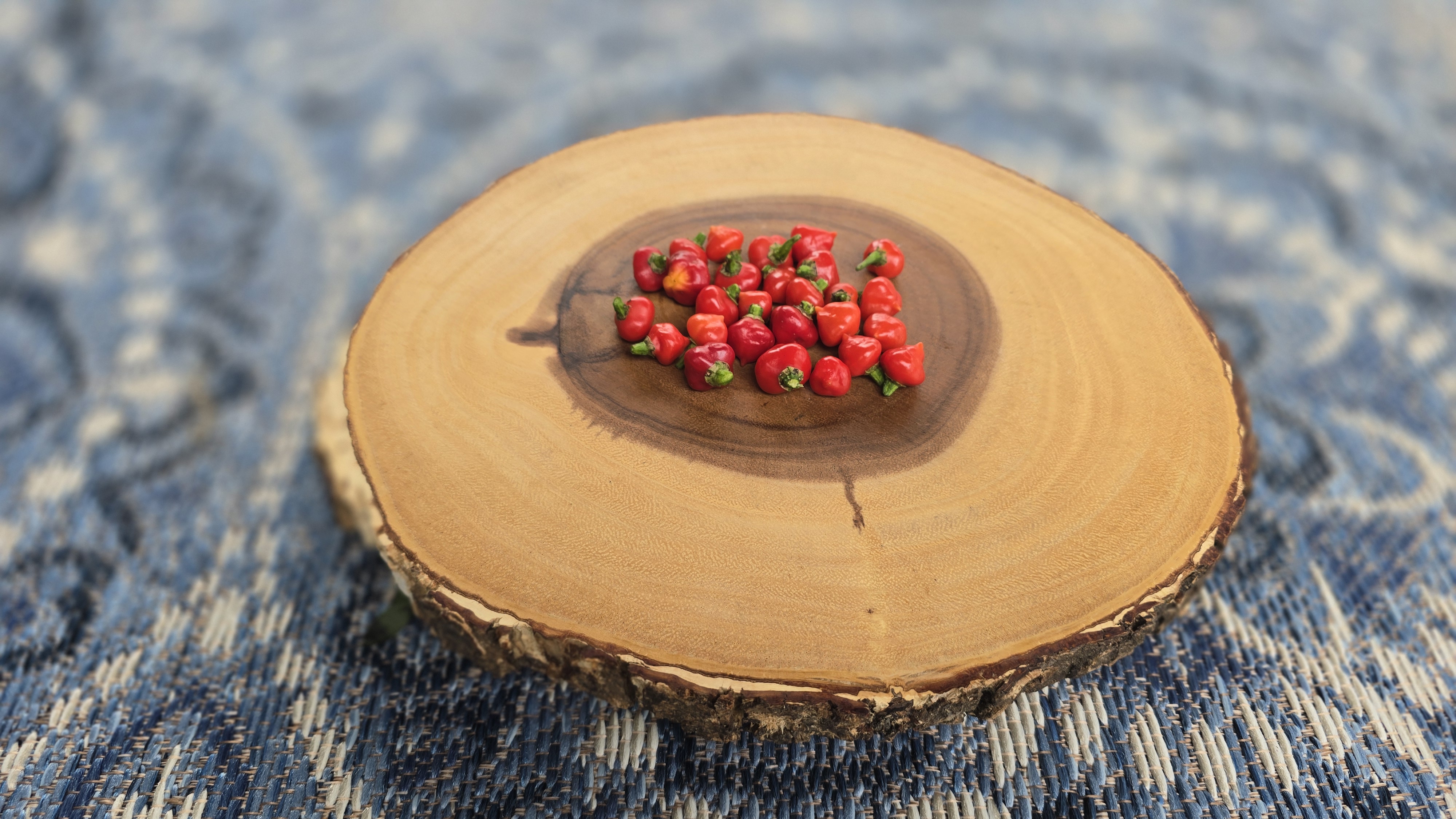 Black Peach Chupetinho x Ninfadora Red F5