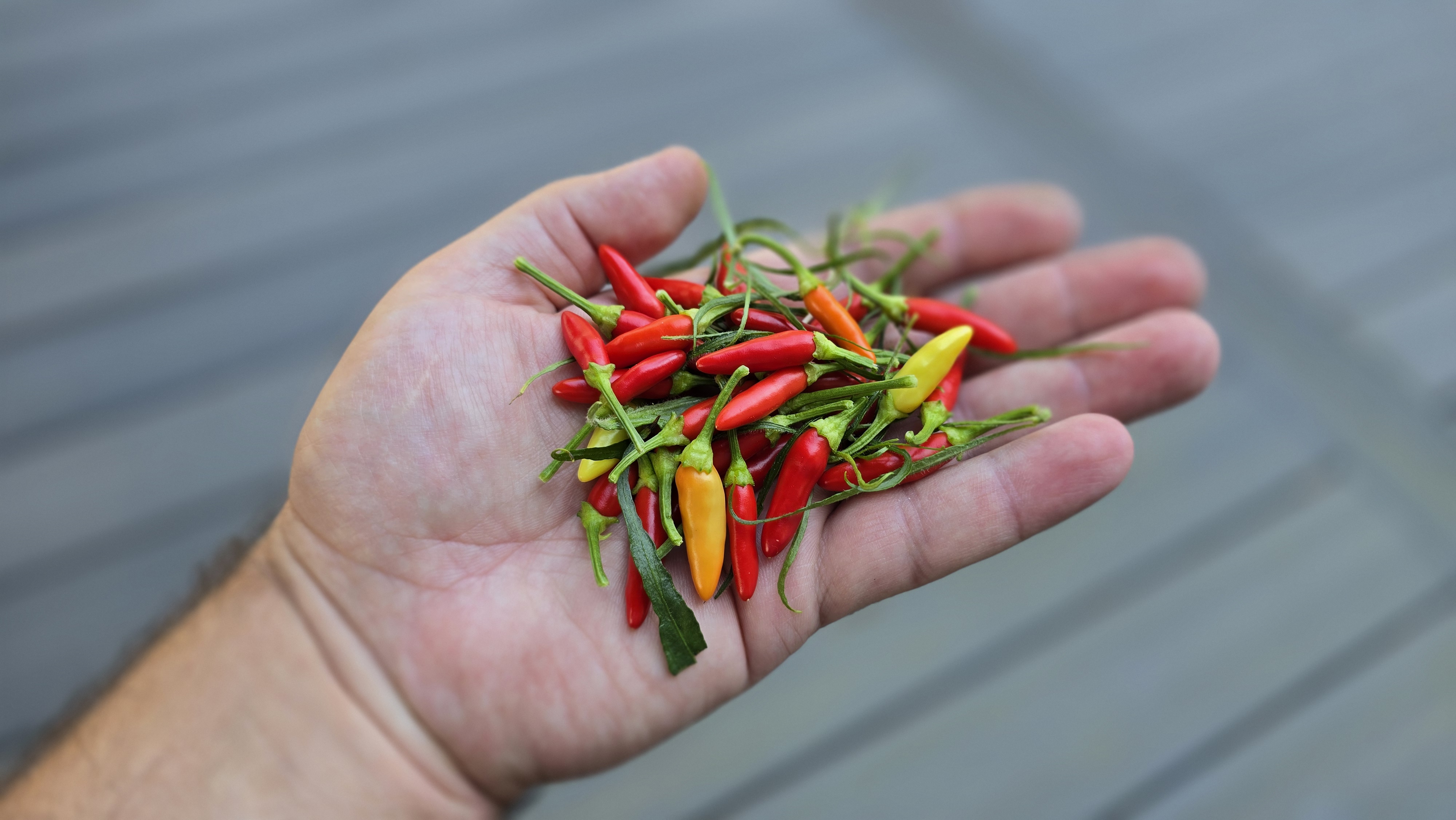 Xion Mutant RR x Black Pearl x Scarlett