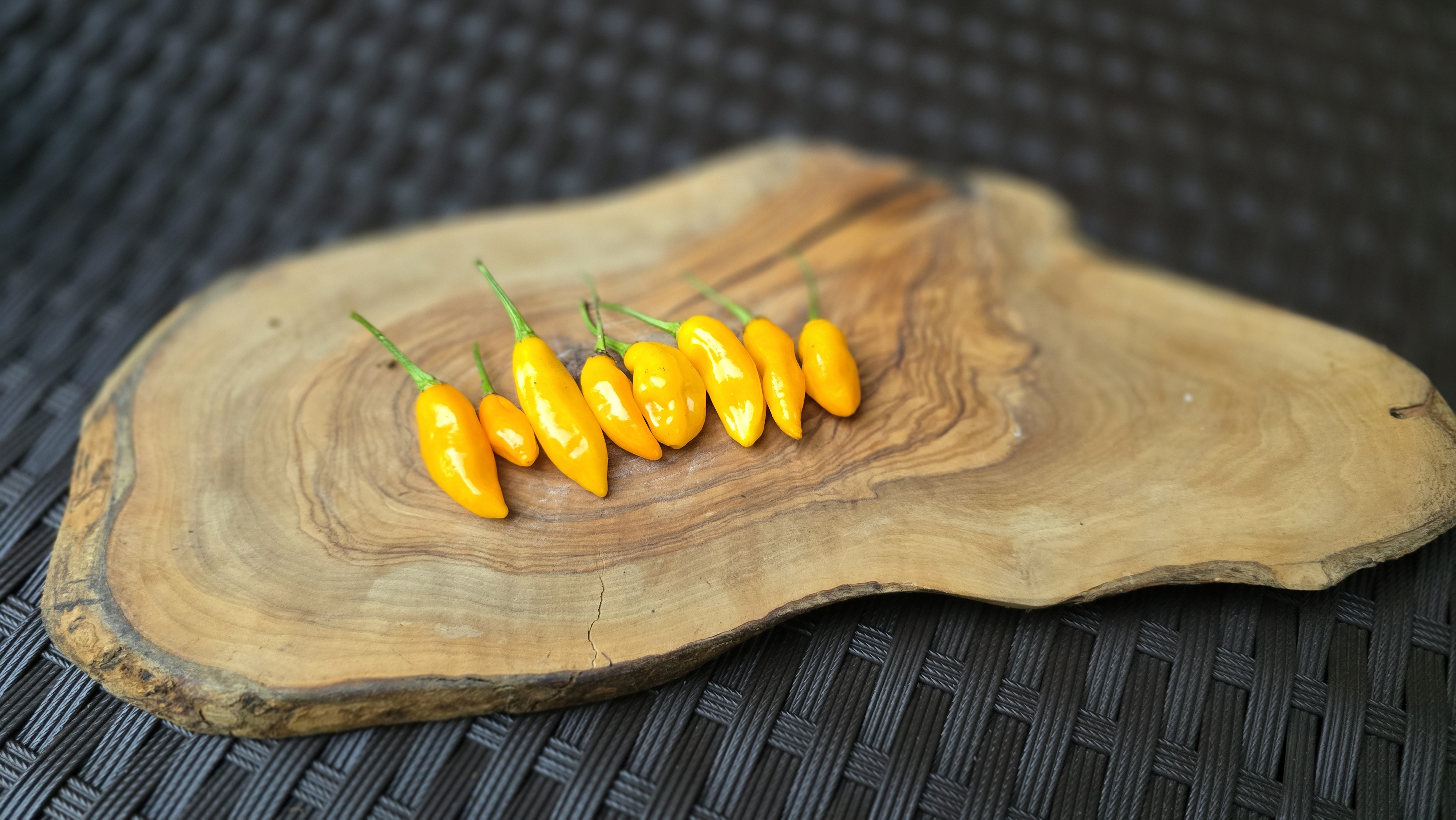 BBG7 Red x Glabriusculum Yellow F3