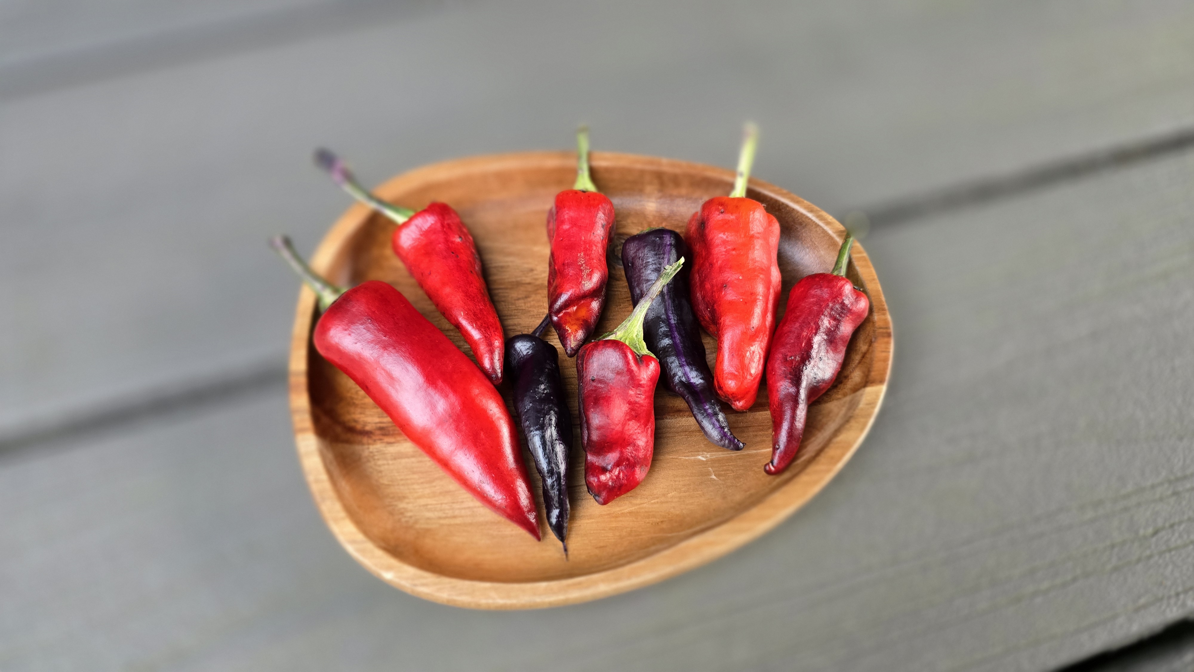 Purple Tiger x Jalapeno Variegated