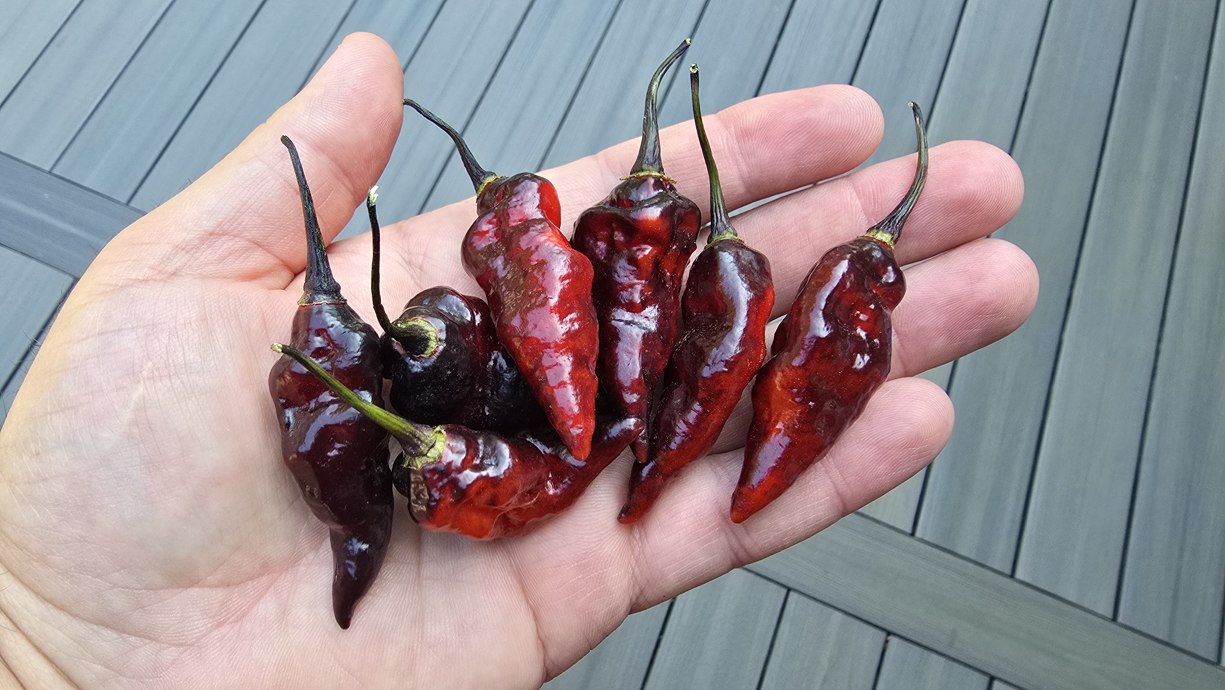 Bhut Jolokia Diamante Negro