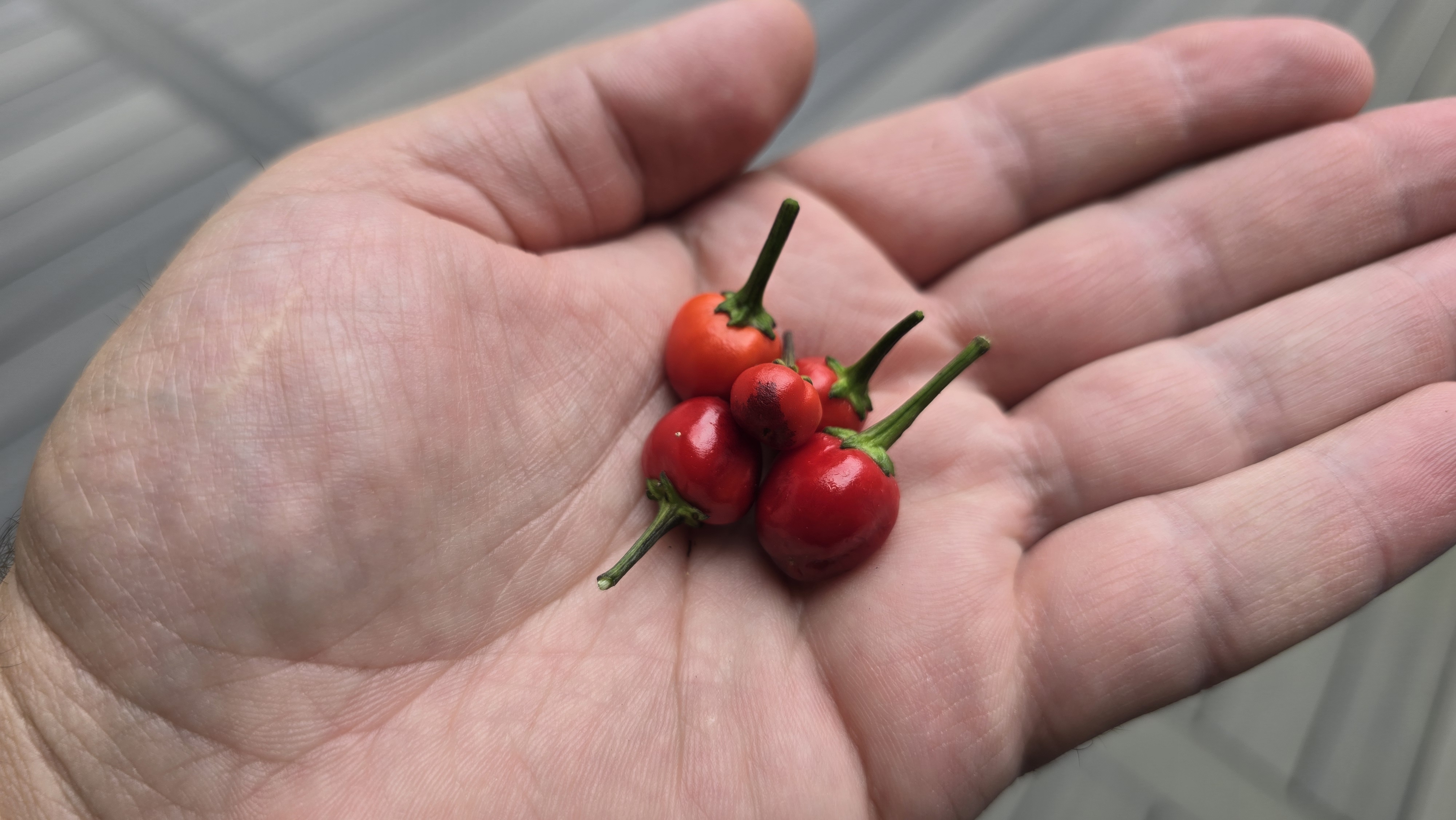 Mattapeno x Mutant F3 