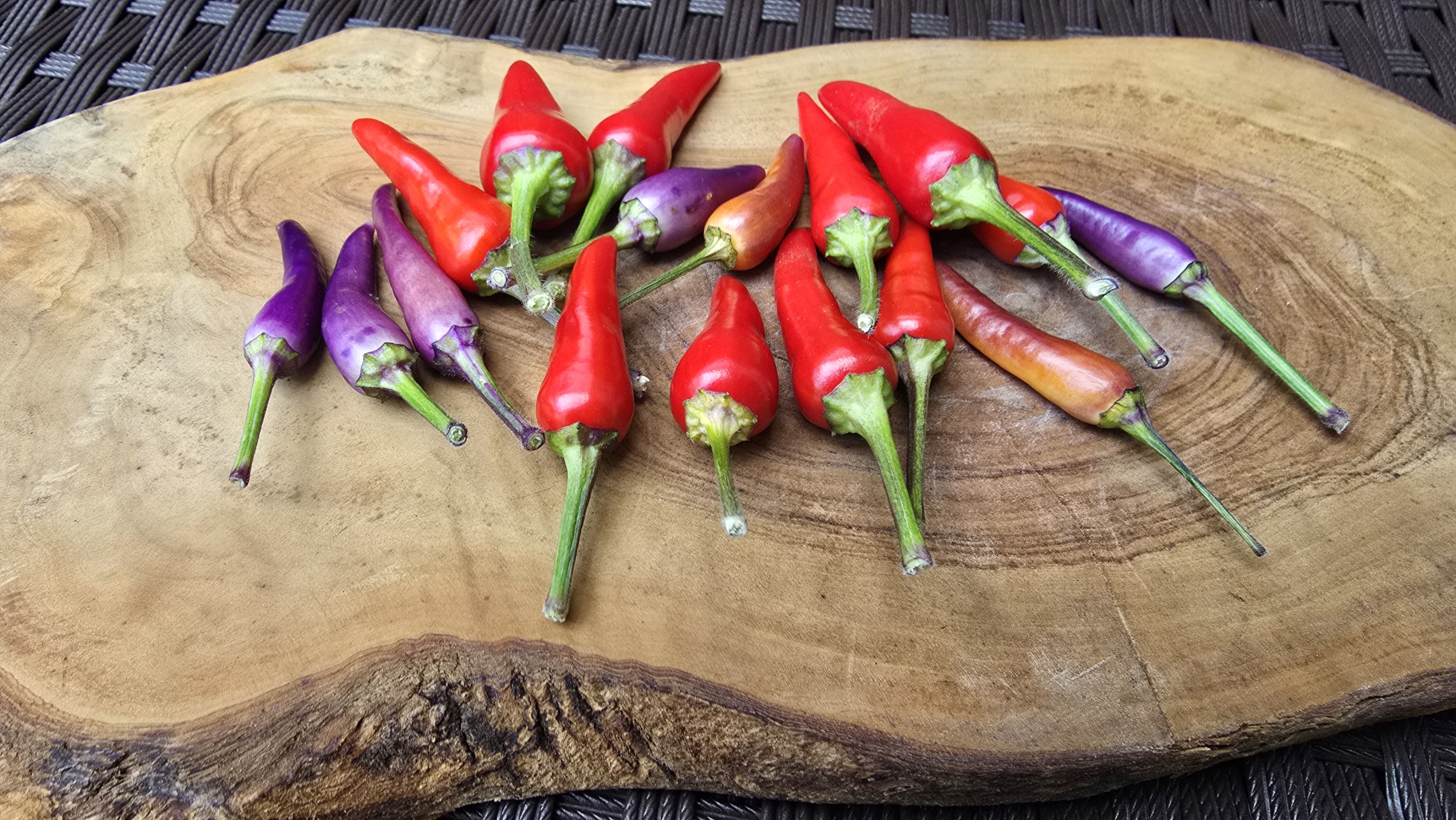 Variegated Mutant x (Thunder Mountain Longhorn x Ninfadora) F3