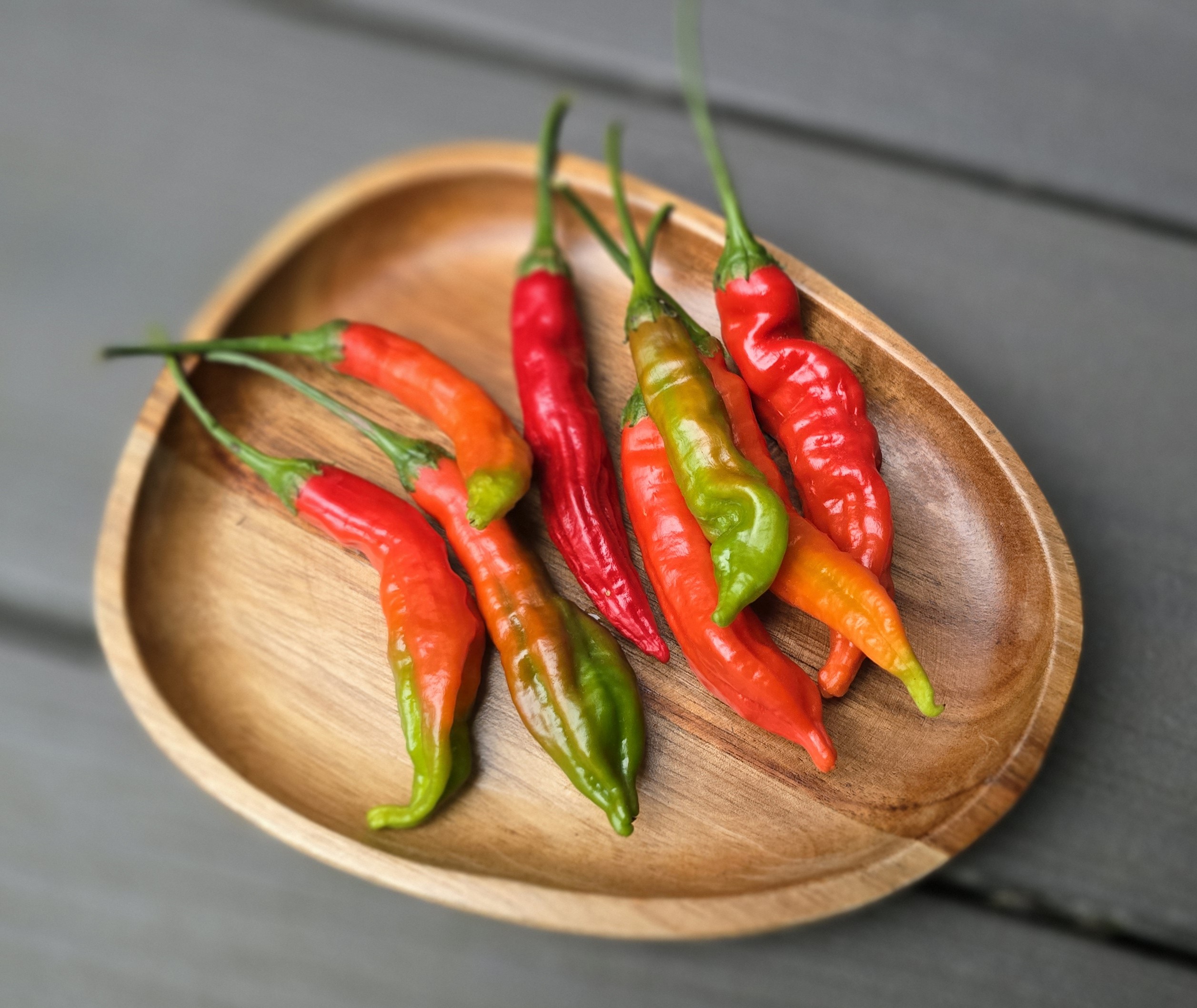 Tropical Tiger F2 Red Pheno