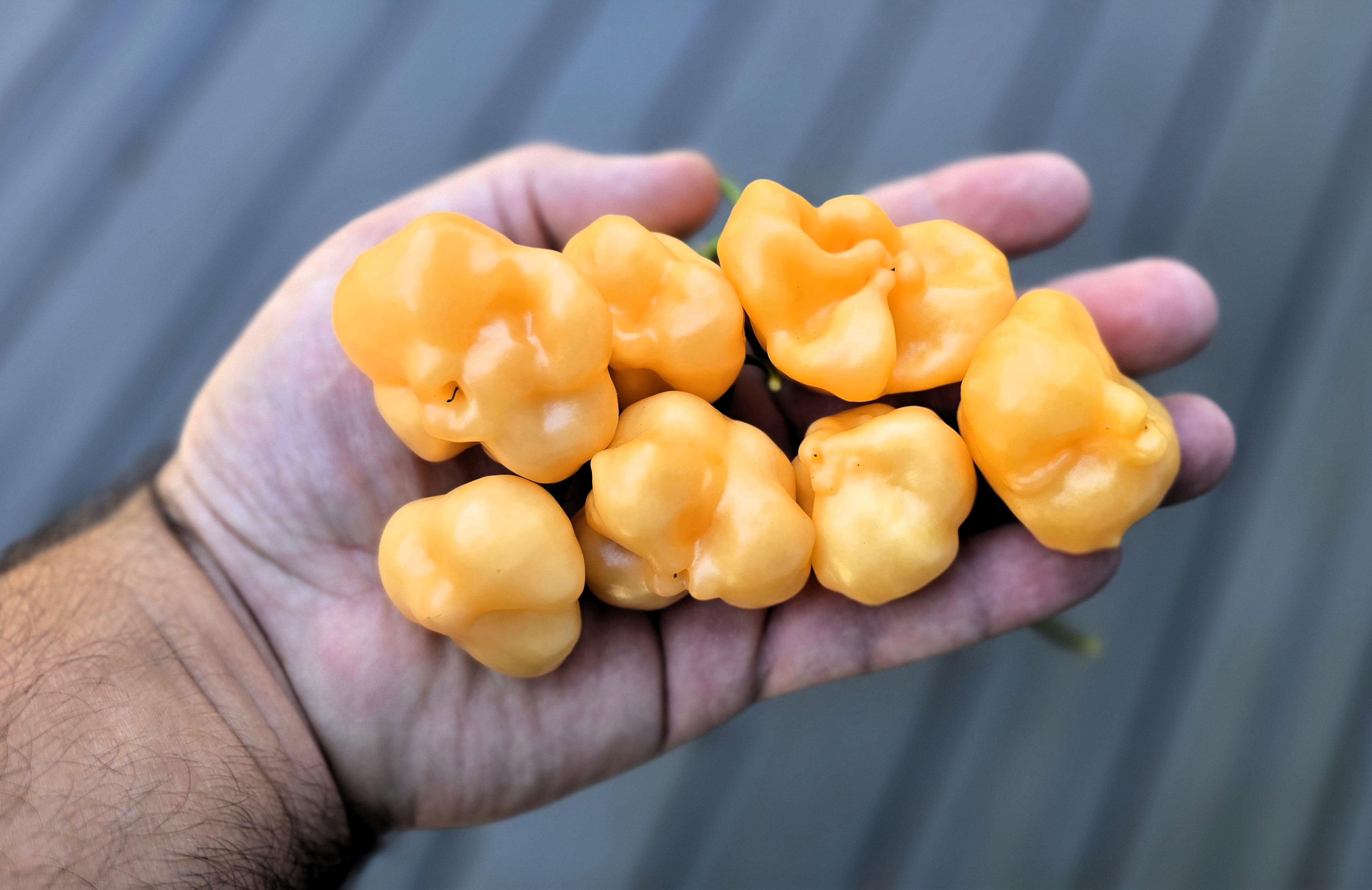 Sugar Rush Peach x Aji Mango