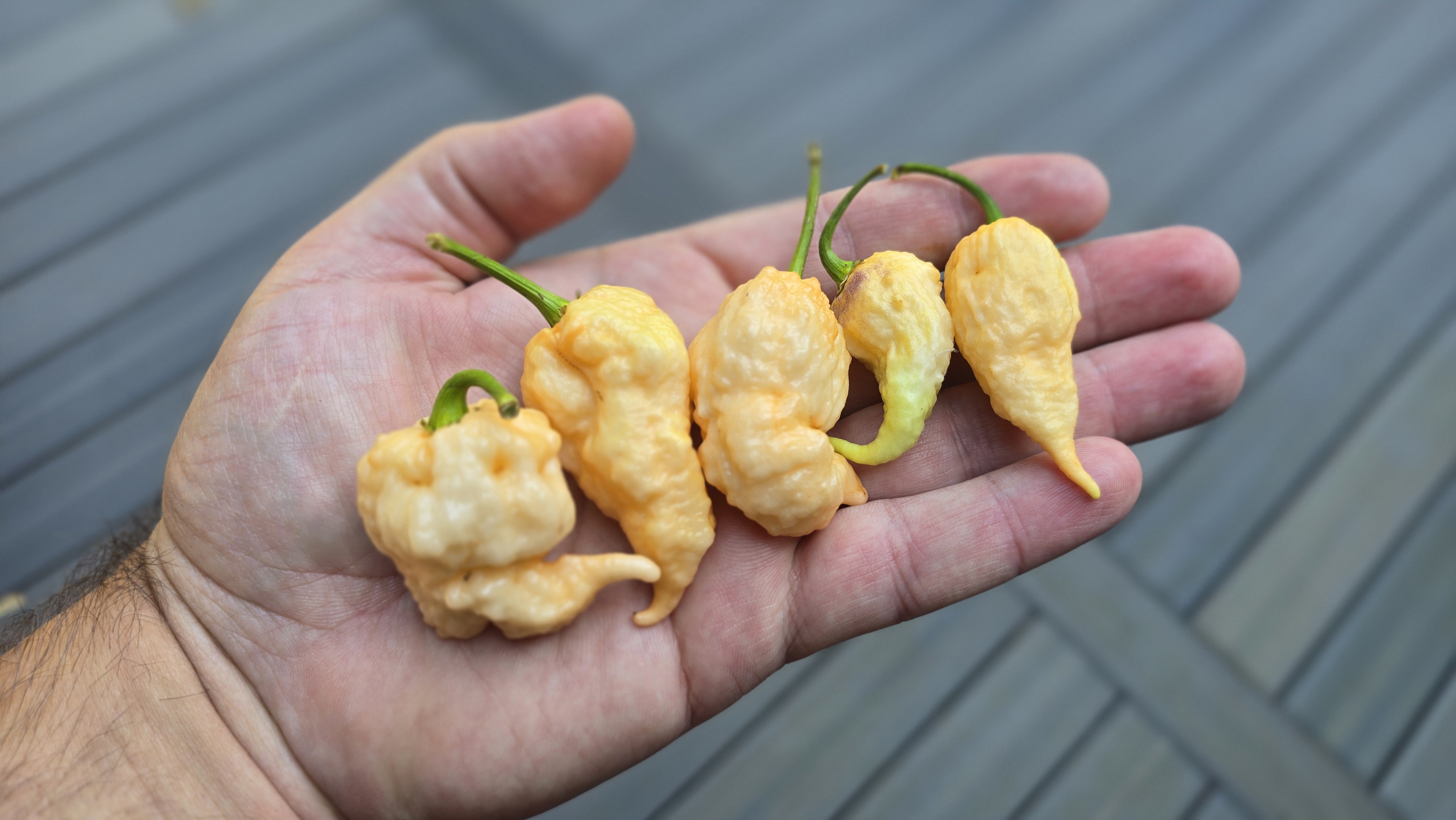 Fadda's Boar's Claw Purple