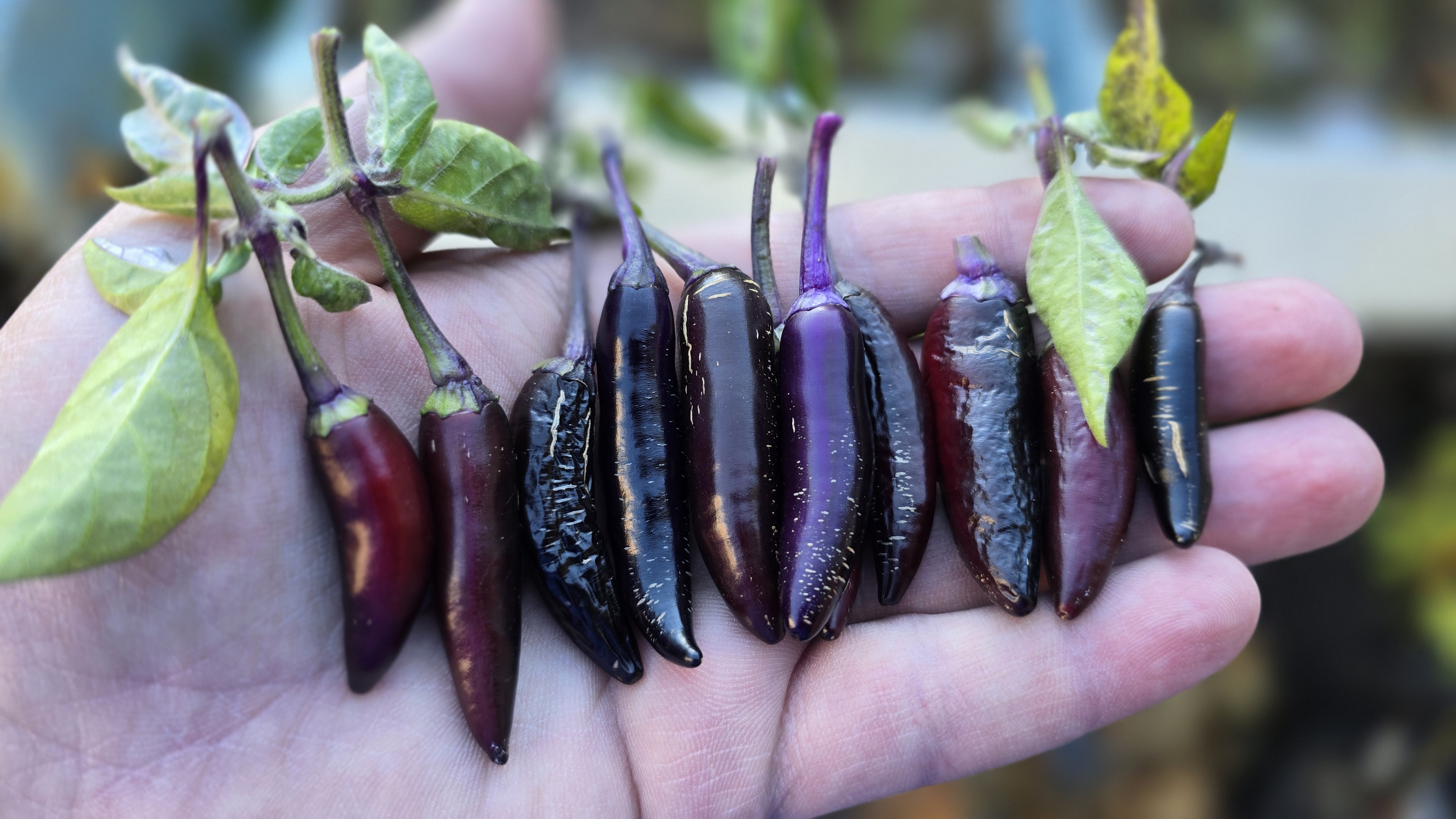 Dreamcatcher x Jalapeno Farmer's Market Potatoes