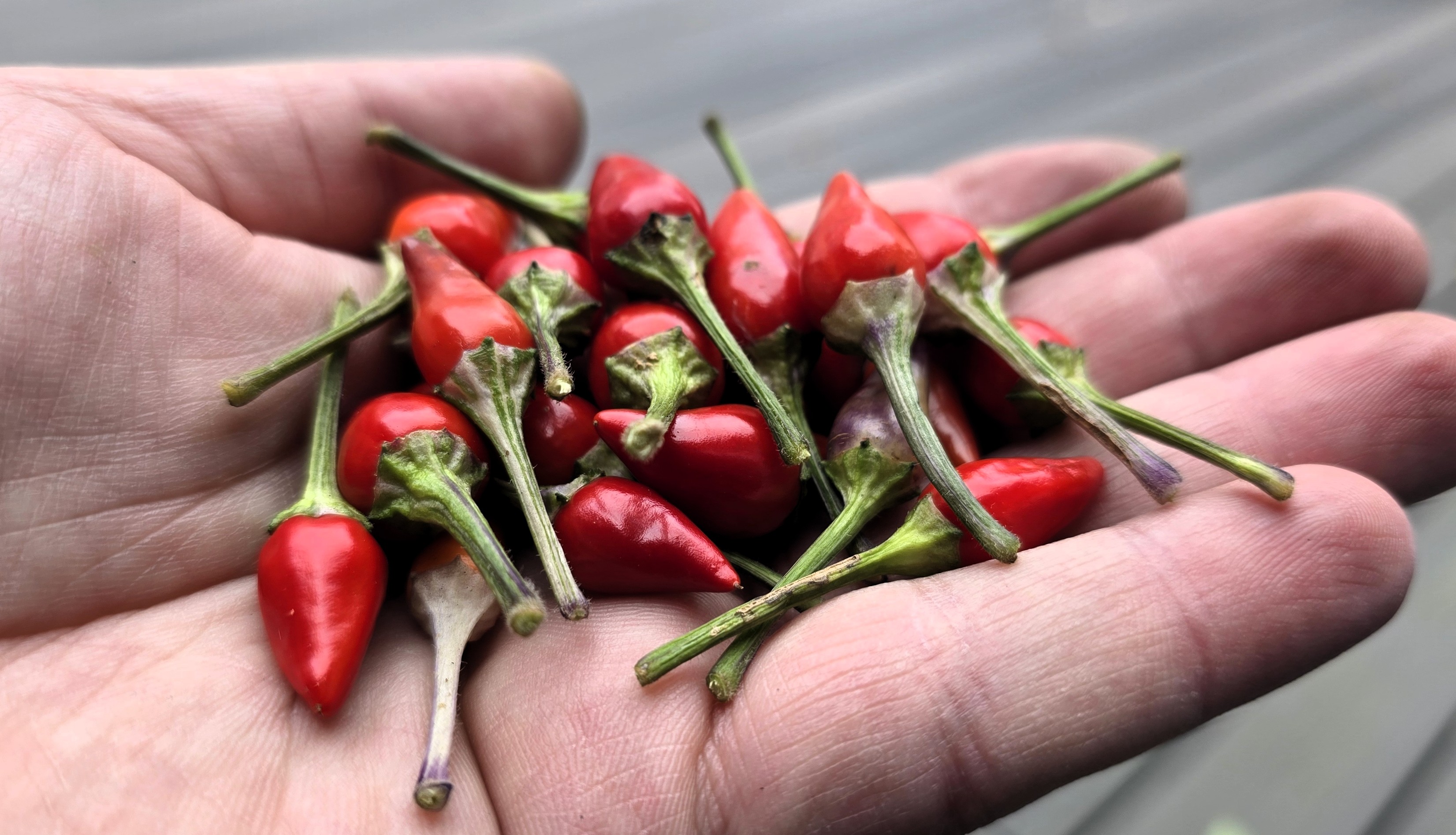 ((Blue Christmas x Candlelight Mutant) x Purple Flash) x (Thunder Mountain Longhorn x Ninfadora) F4