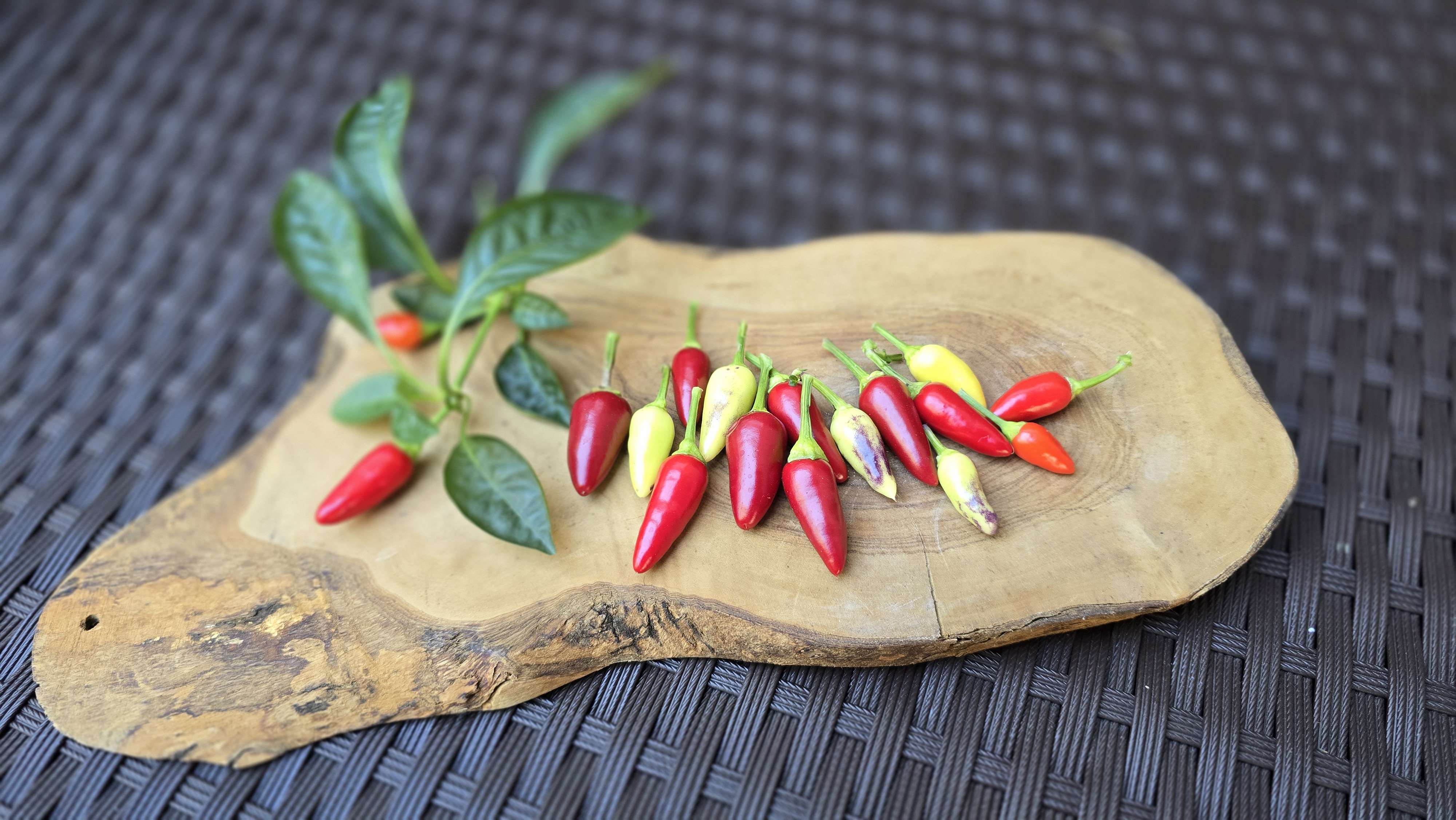 Bleeding Rawit White Purple Tall