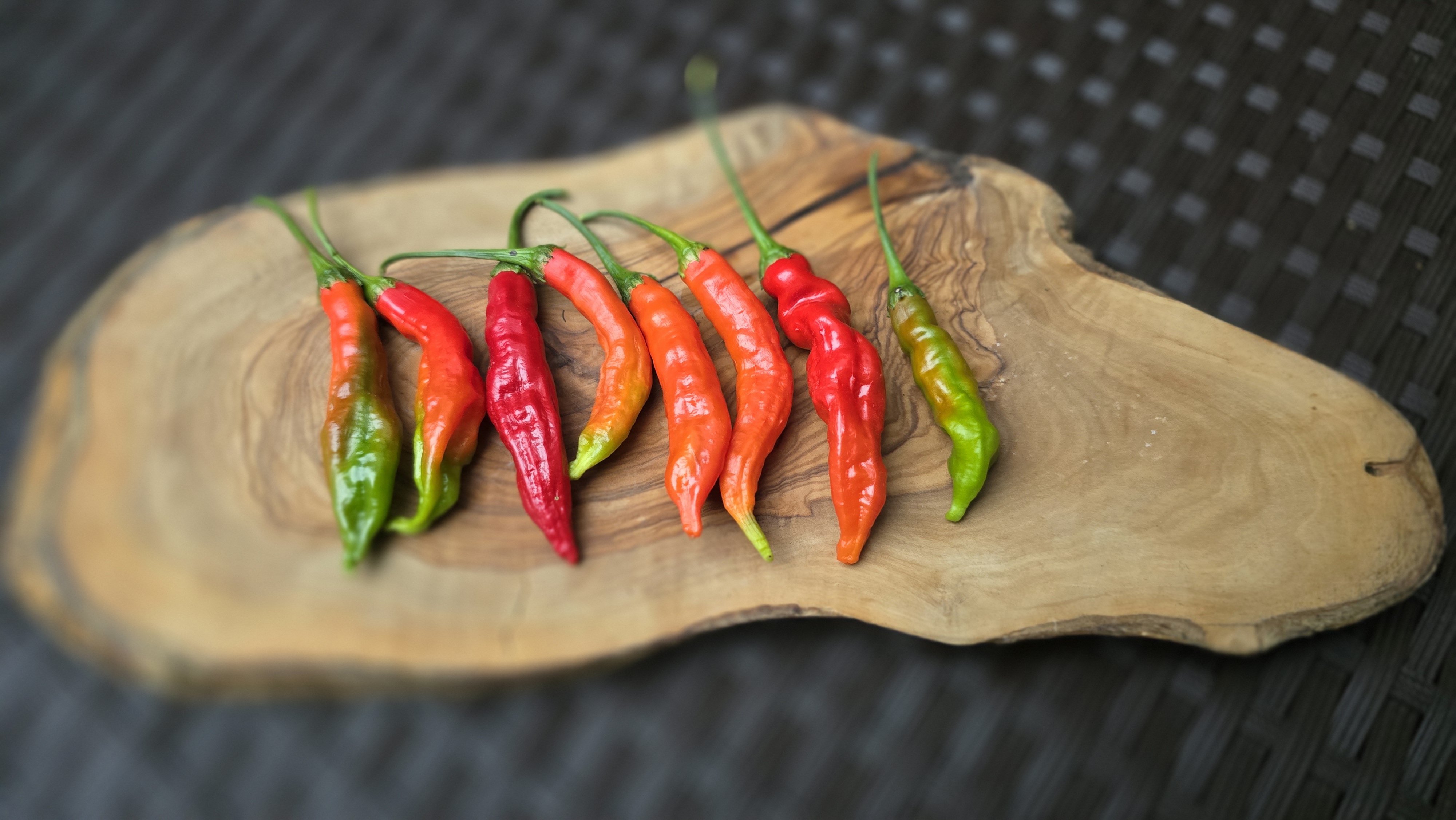 Tropical Tiger F2 Red Pheno
