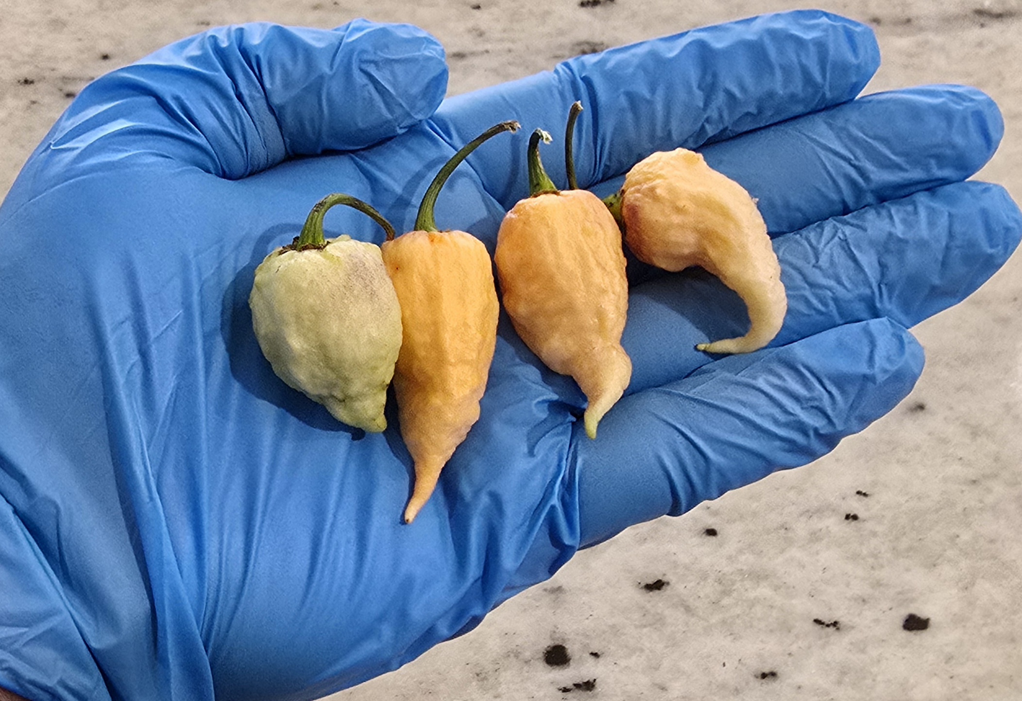 Fadda's Boar's Claw Purple