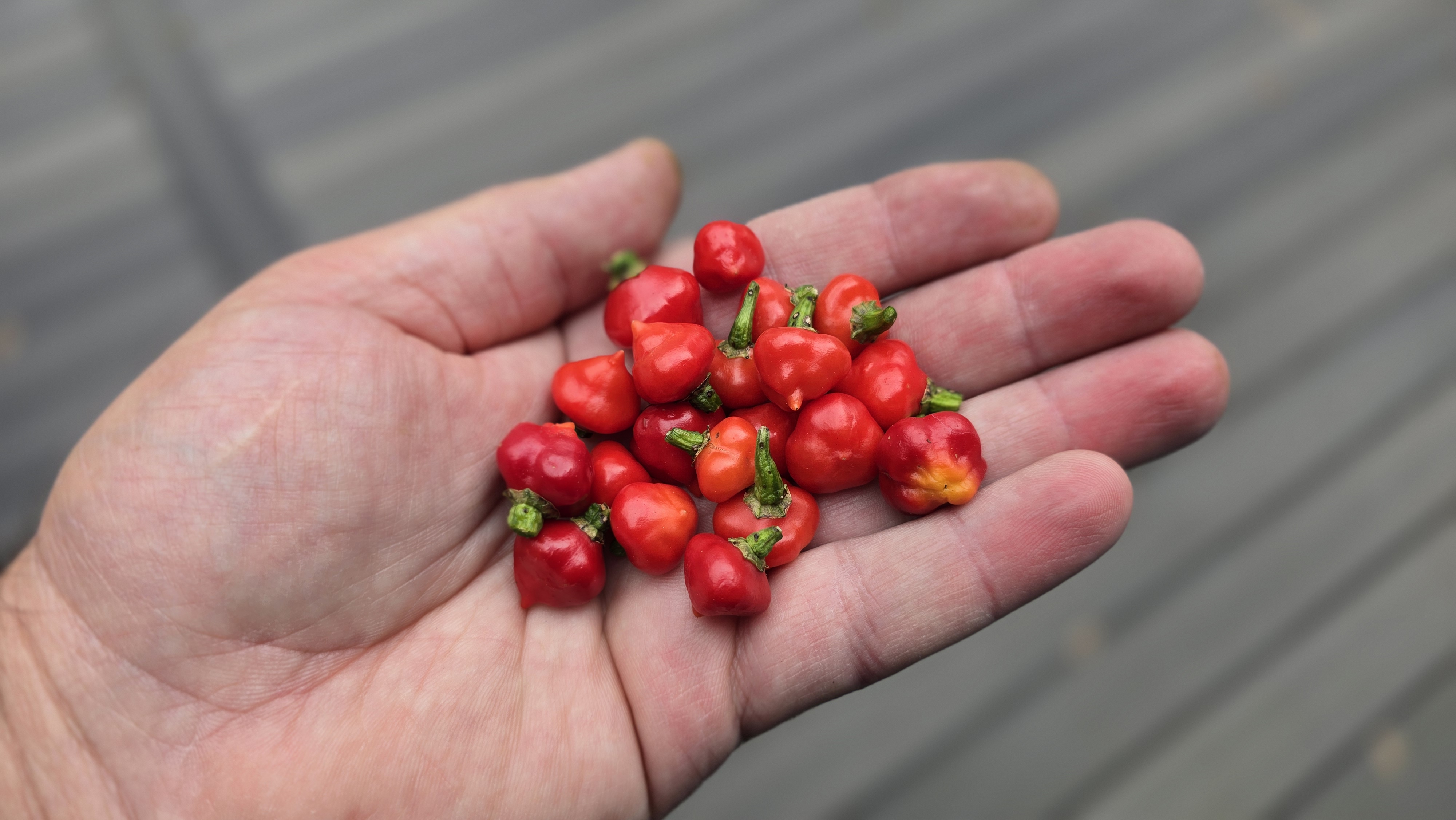 Black Peach Chupetinho x Ninfadora Red F5