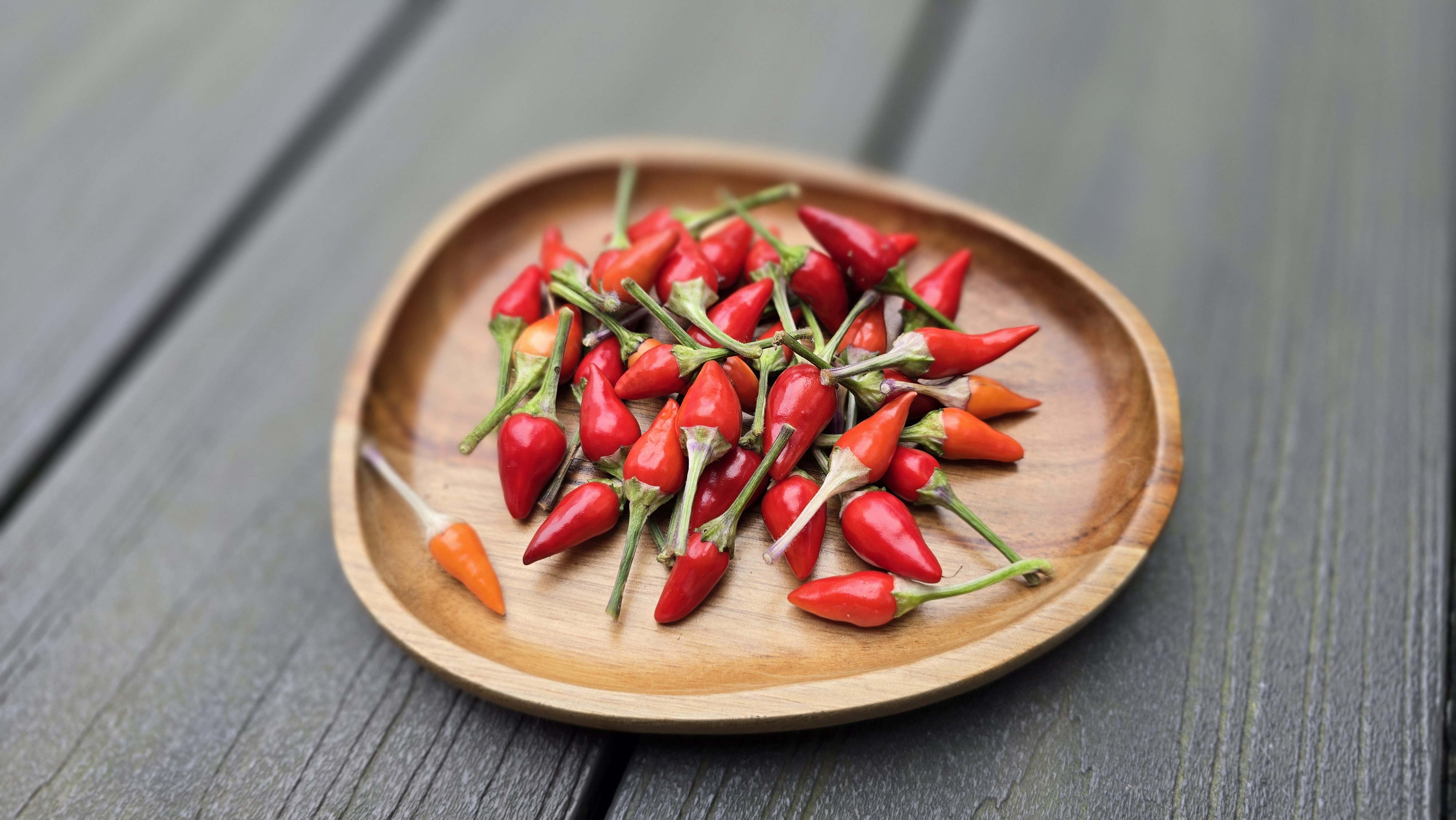 ((Blue Christmas x Candlelight Mutant) x Purple Flash) x (Thunder Mountain Longhorn x Ninfadora) F4