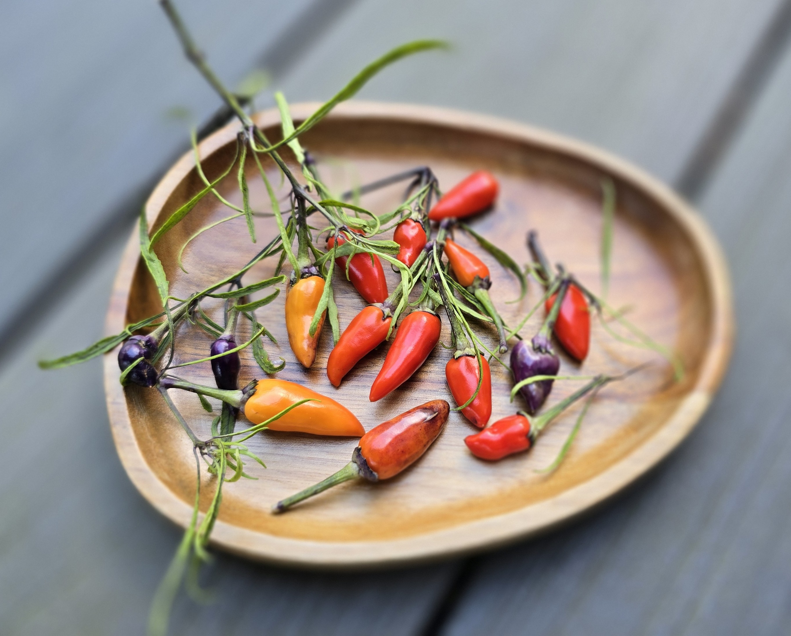 Mutant Multicolor x Scarlett Variegated