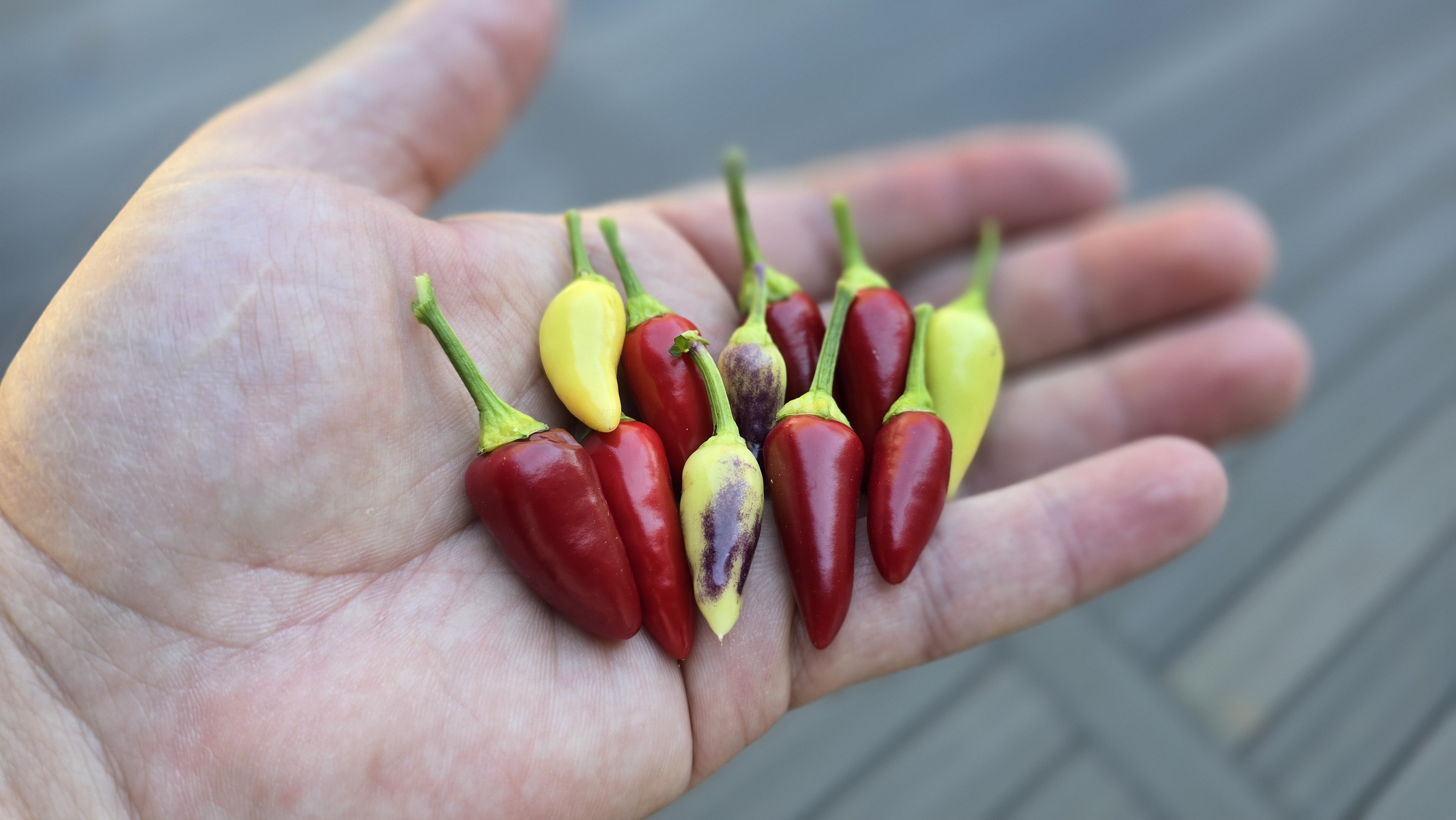 Bleeding Rawit White Purple Tall