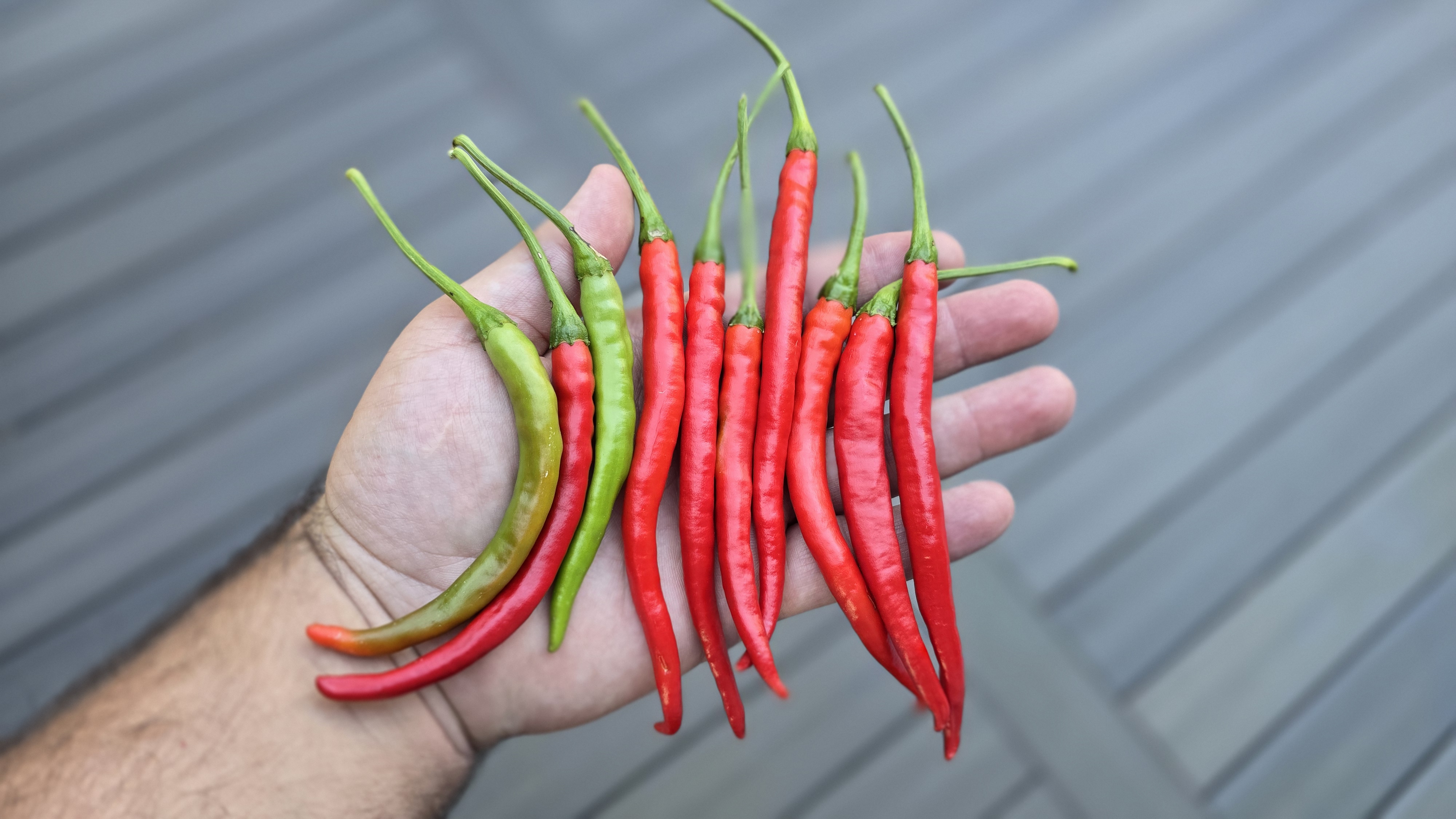 Thunder Mountain Longhorn X (Bleeding Rawit White x Doe Hill) F3