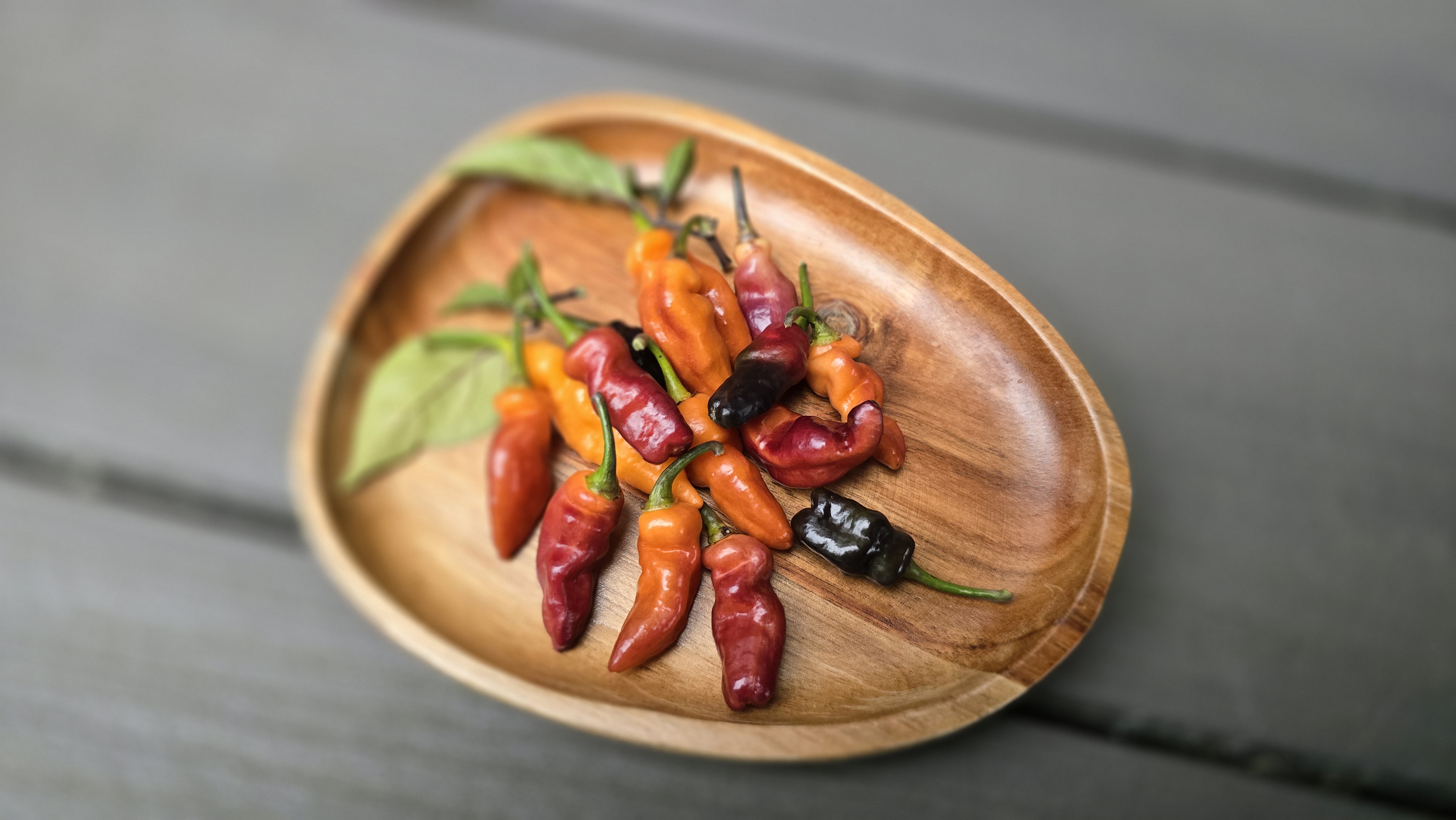 BBG7 Orange Tiger x Brazilian Purple F3