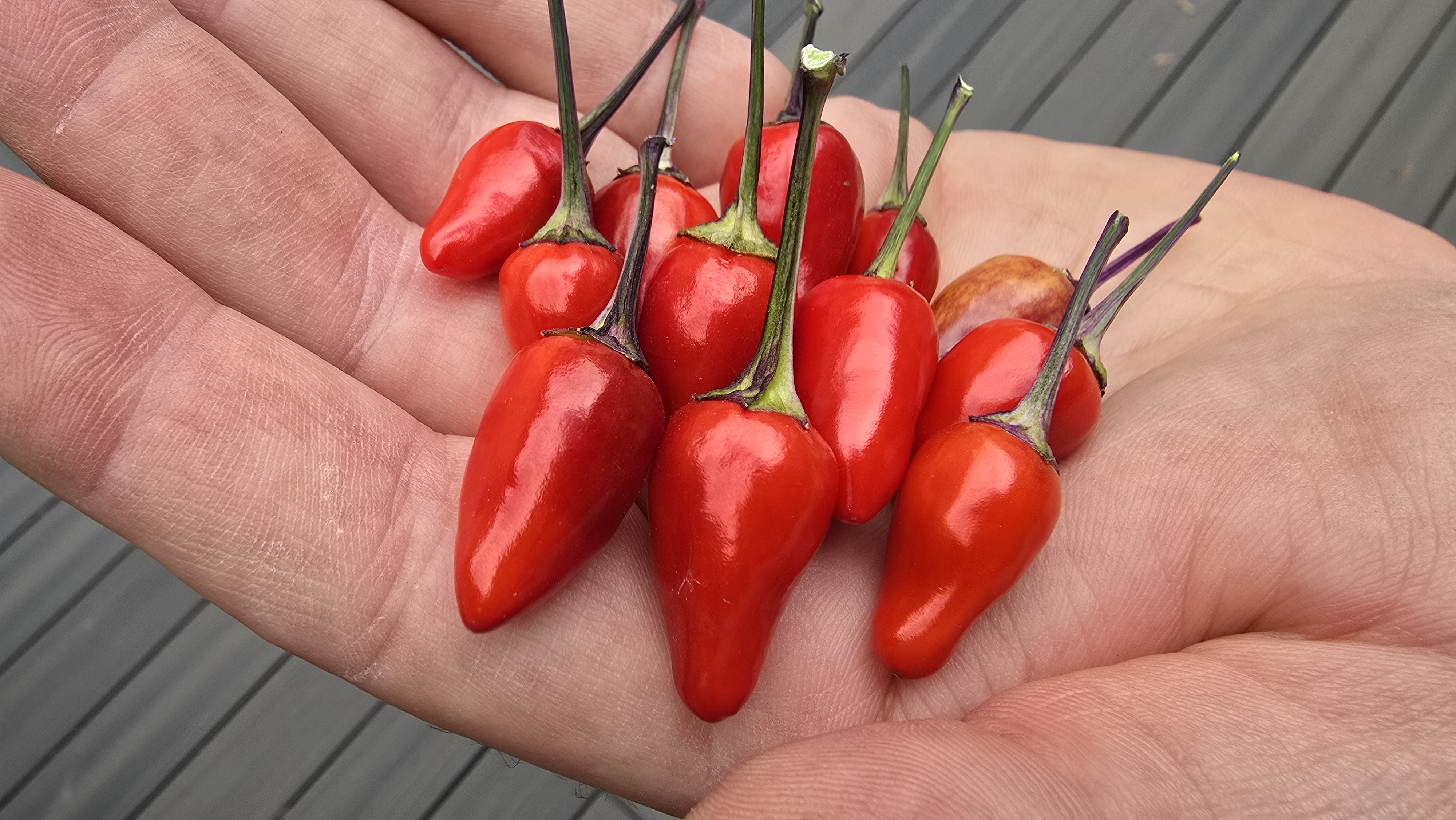 Bleeding Rawit White x Purple Flash F5