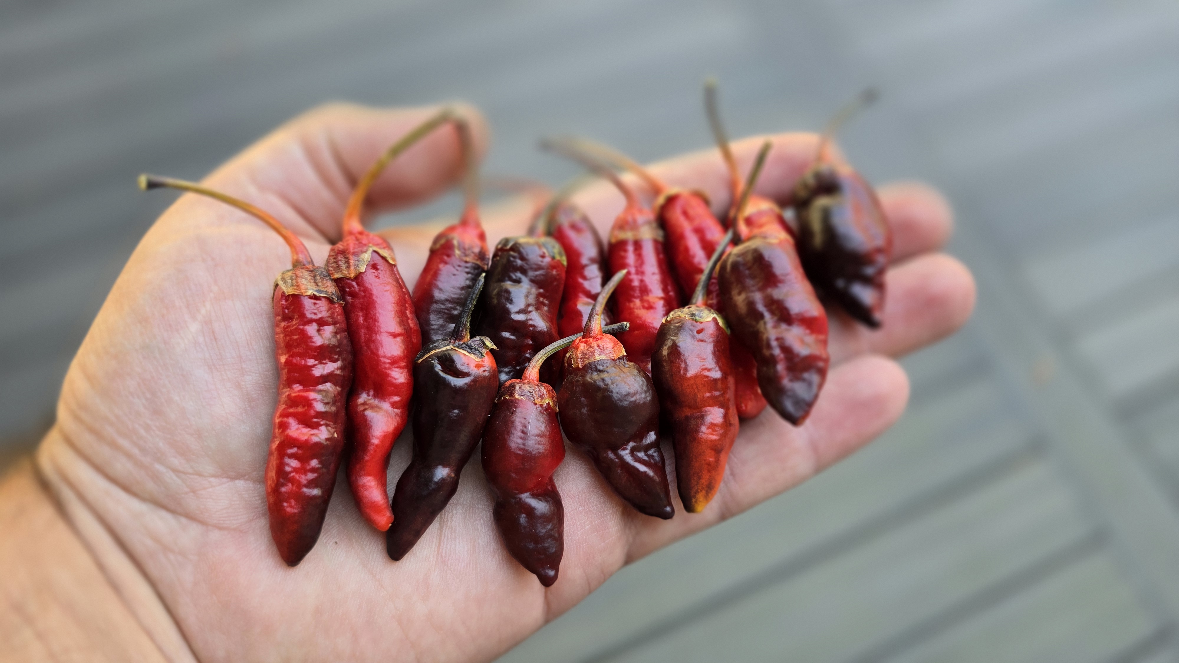 Sepia Reaper x Pink Tiger F4