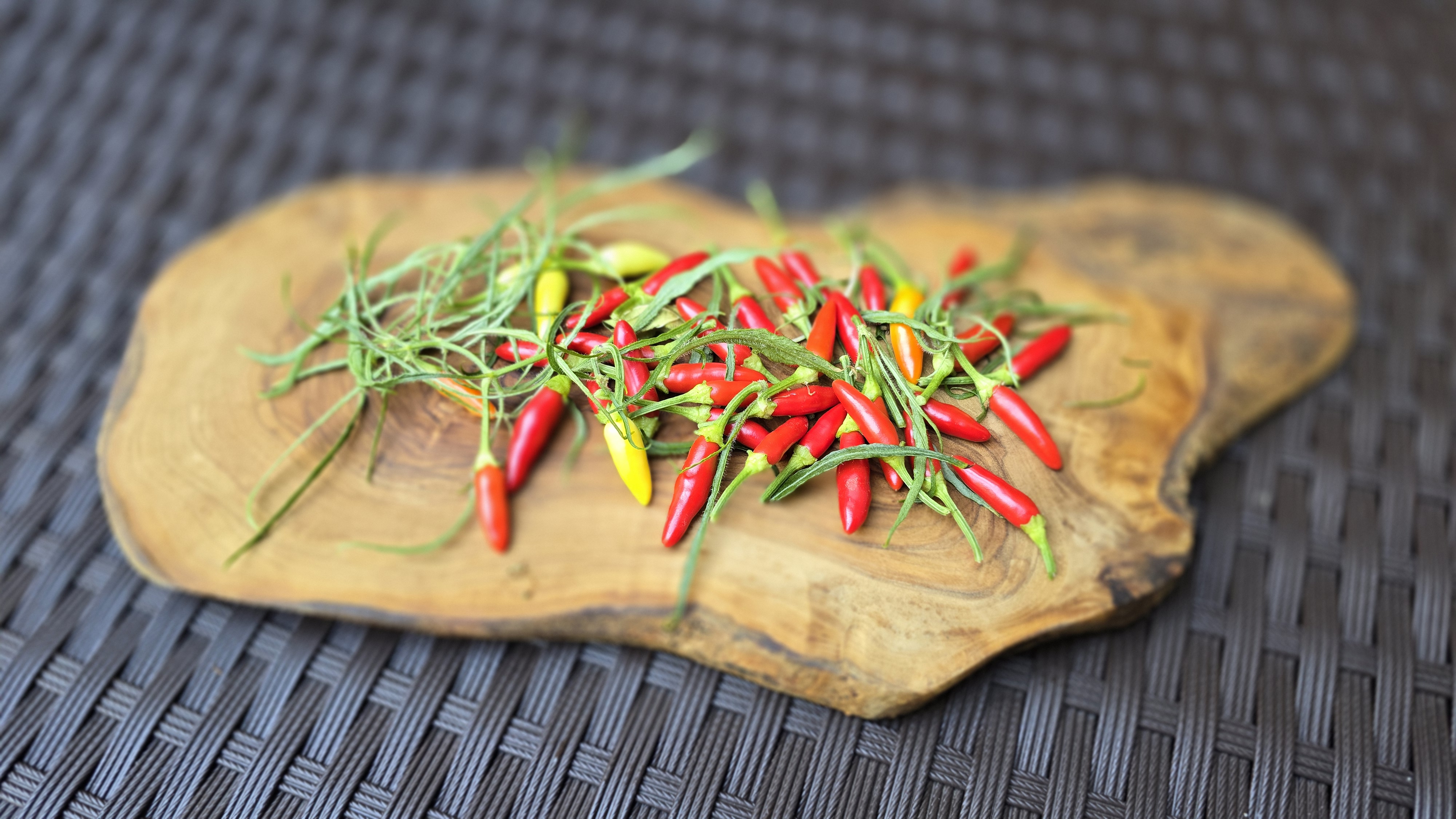 Xion Mutant RR x Black Pearl x Scarlett