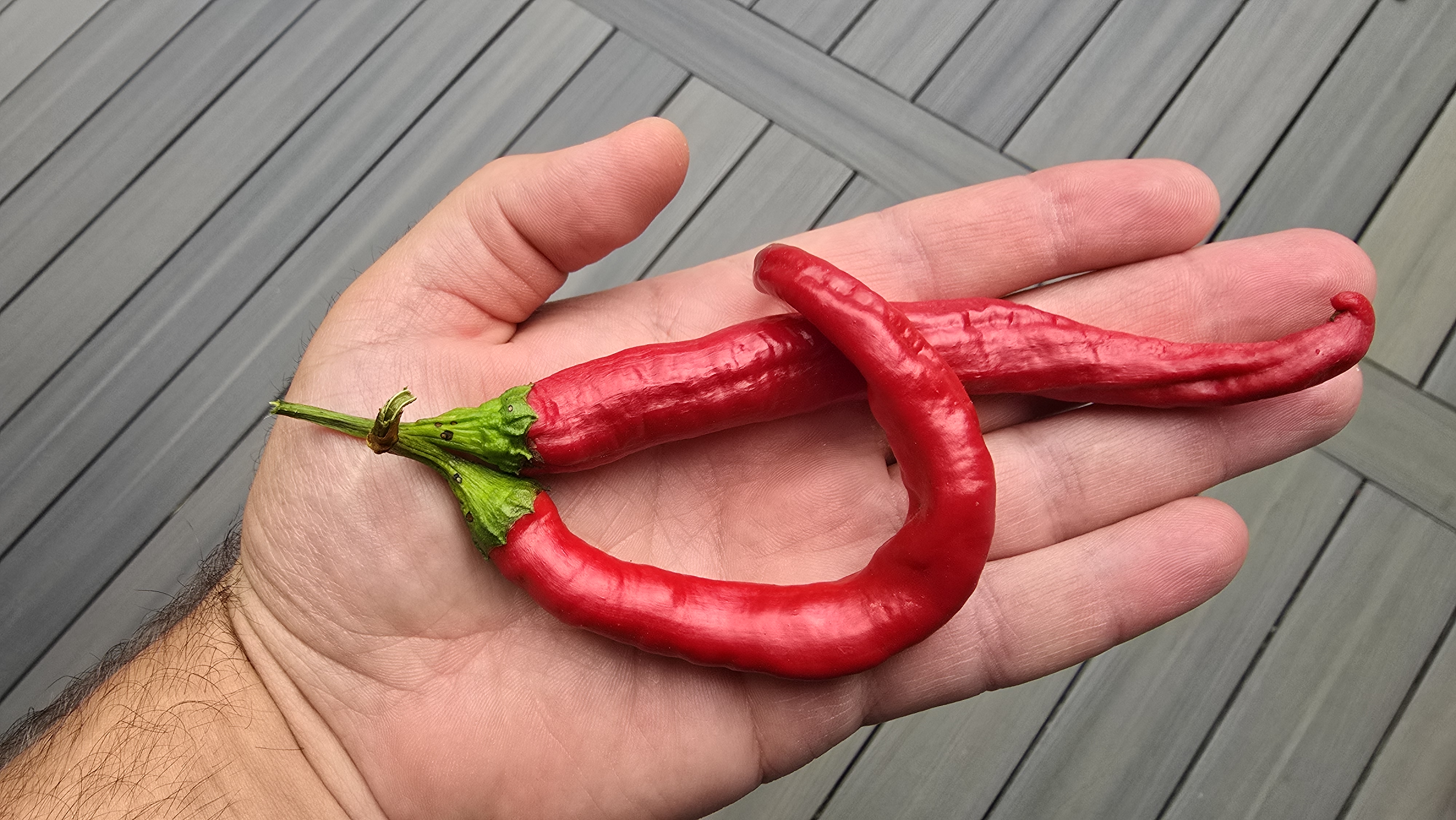 Hangjiao #8 Total Eclipse