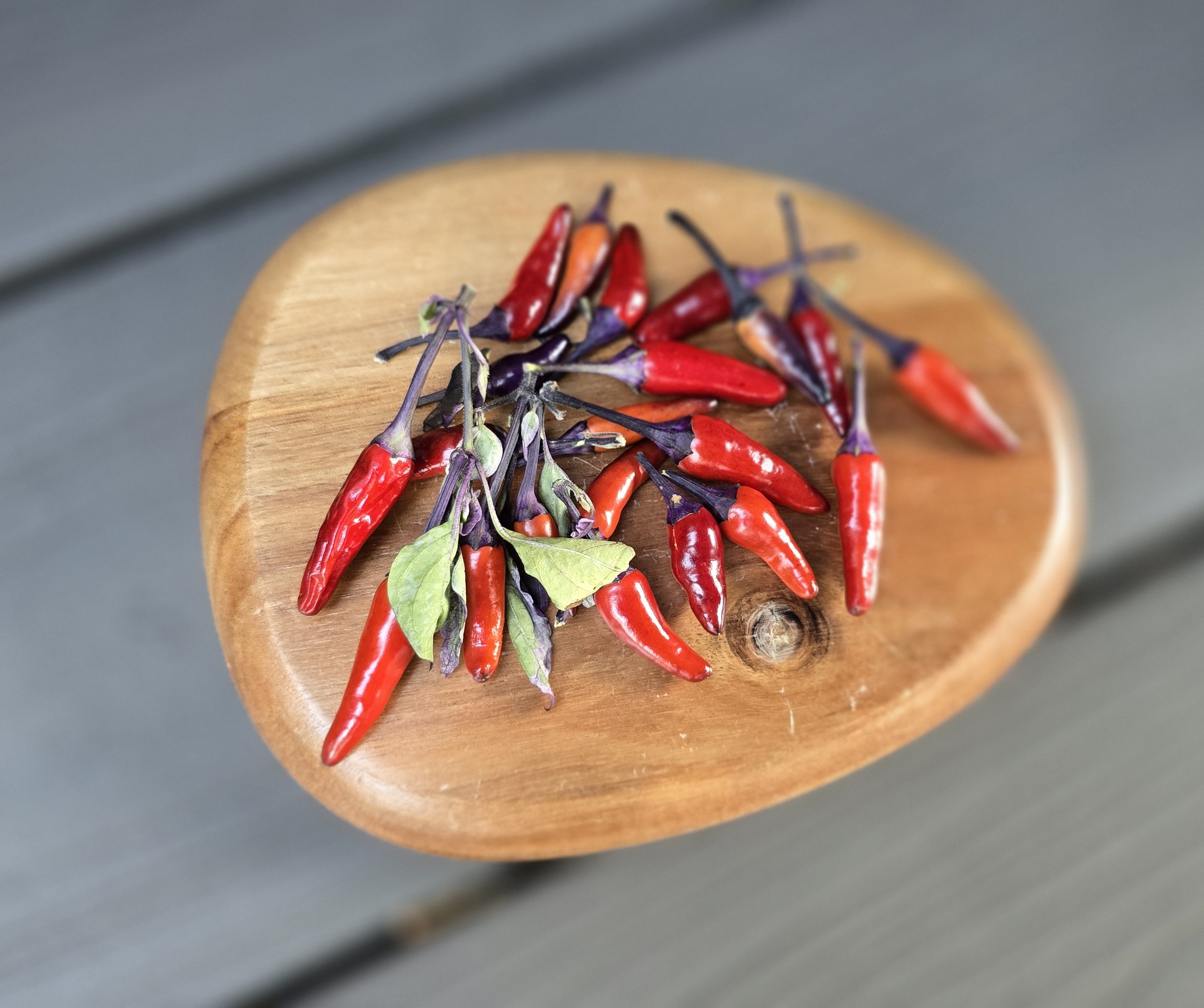 ((Blue Christmas x Candlelight Mutant) x Purple Flash) x (Thunder Mountain Longhorn x Ninfadora) F4 Pheno 2